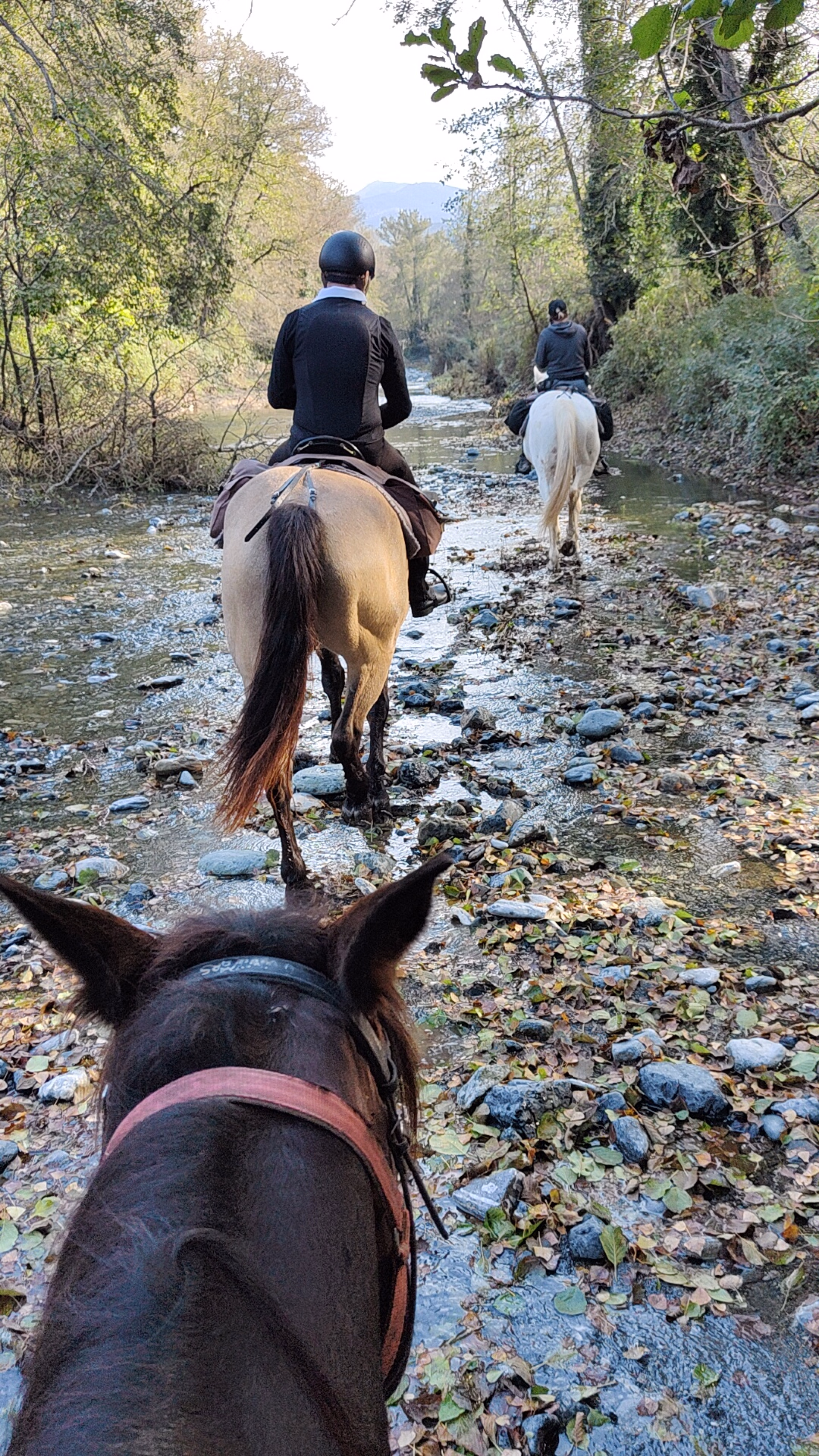 Photo de chevaux pendant une randonnée équestre