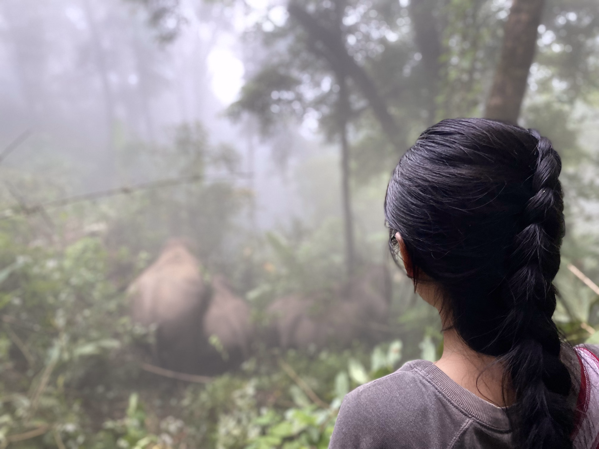Trek, cascades et éléphants sauvages au cœur de la Thaïlande
