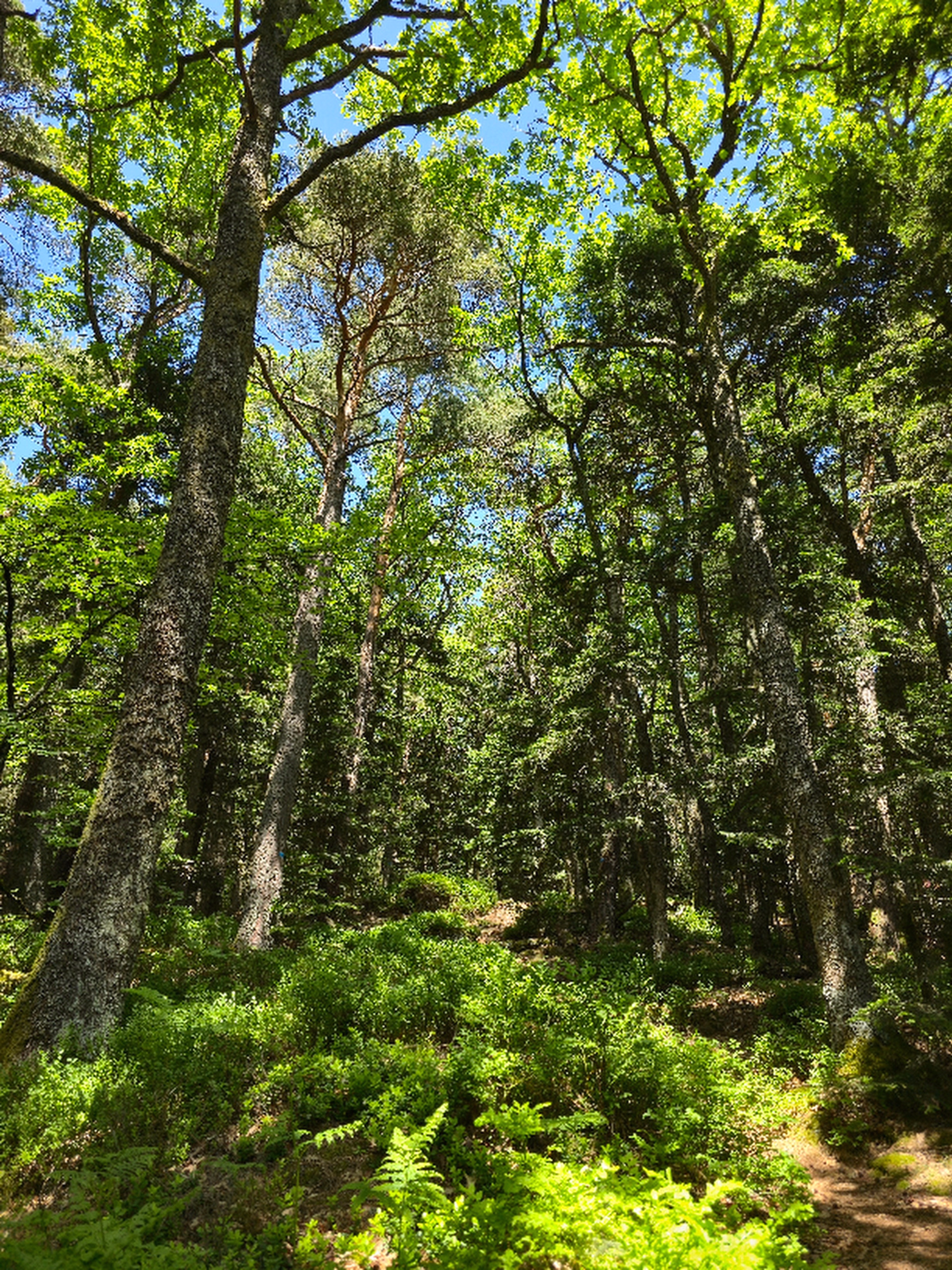4 jours en randonnée itinérante et bien-être sur le GR53 en Alsace