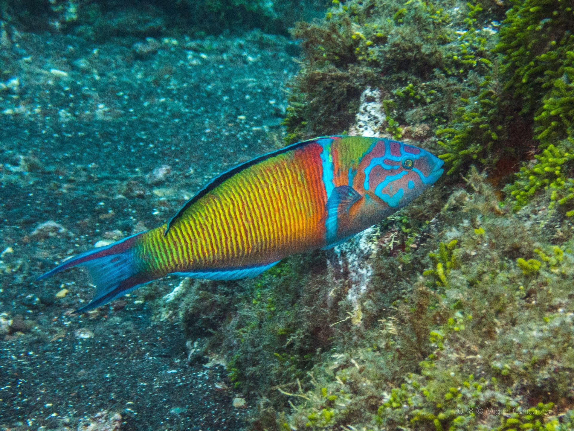 Plongée pélagique et requins bleus aux Açores