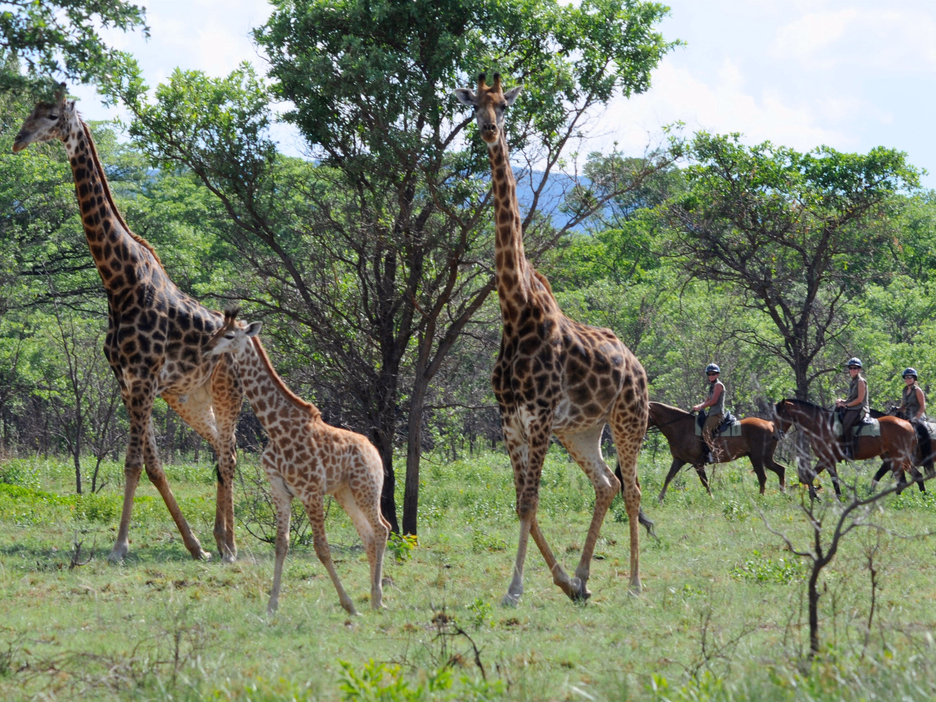 Safari à cheval, de l'Afrique du Sud au Botswana