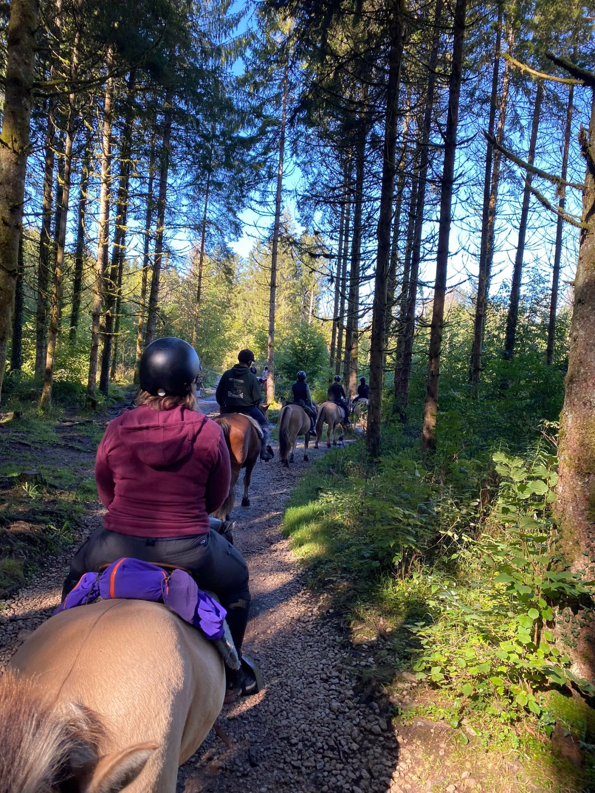 Week-end randonnée équestre au cœur du Haut-Jura
