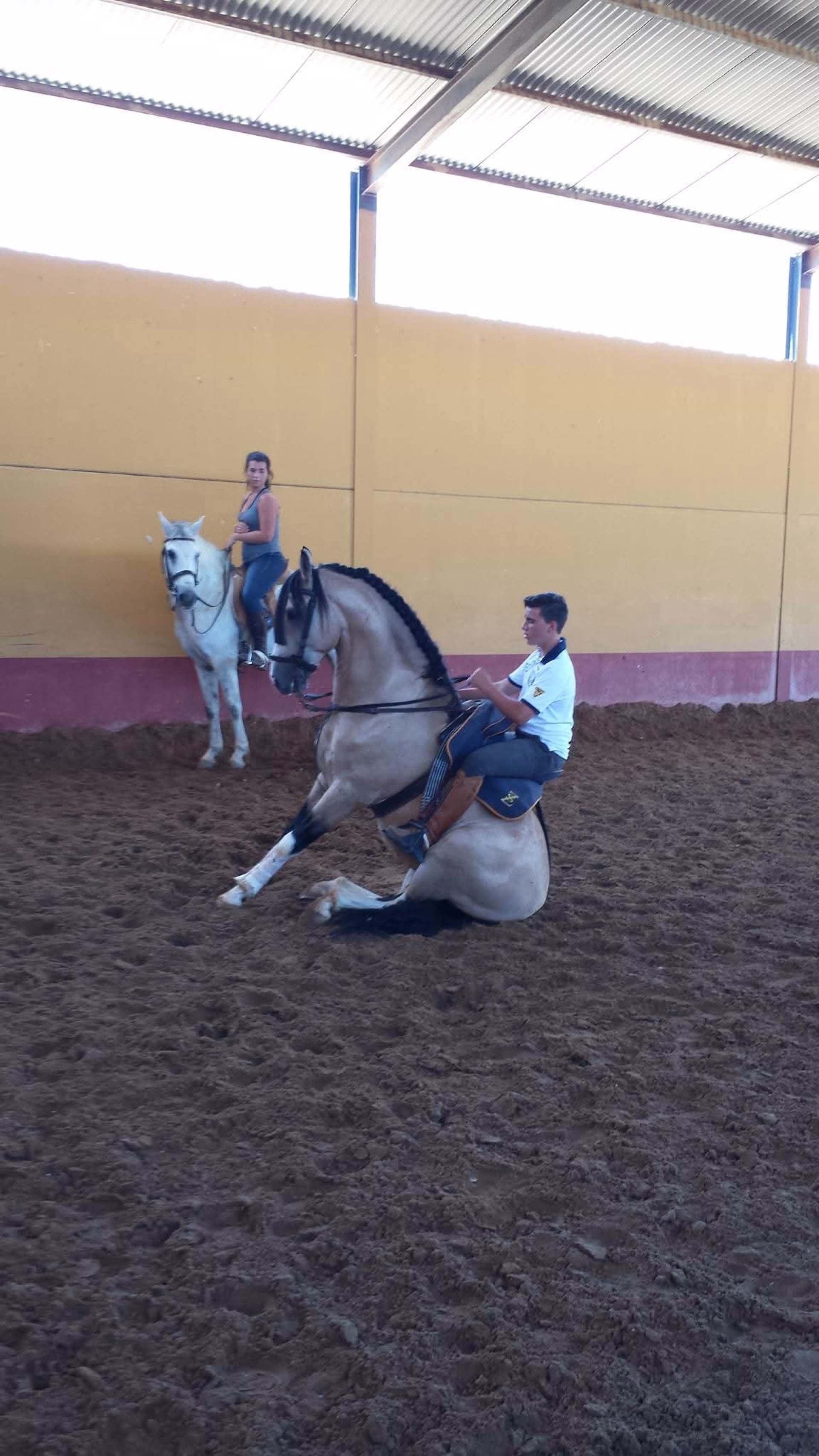 Stage perfectionnement dressage d'équitation andalouse