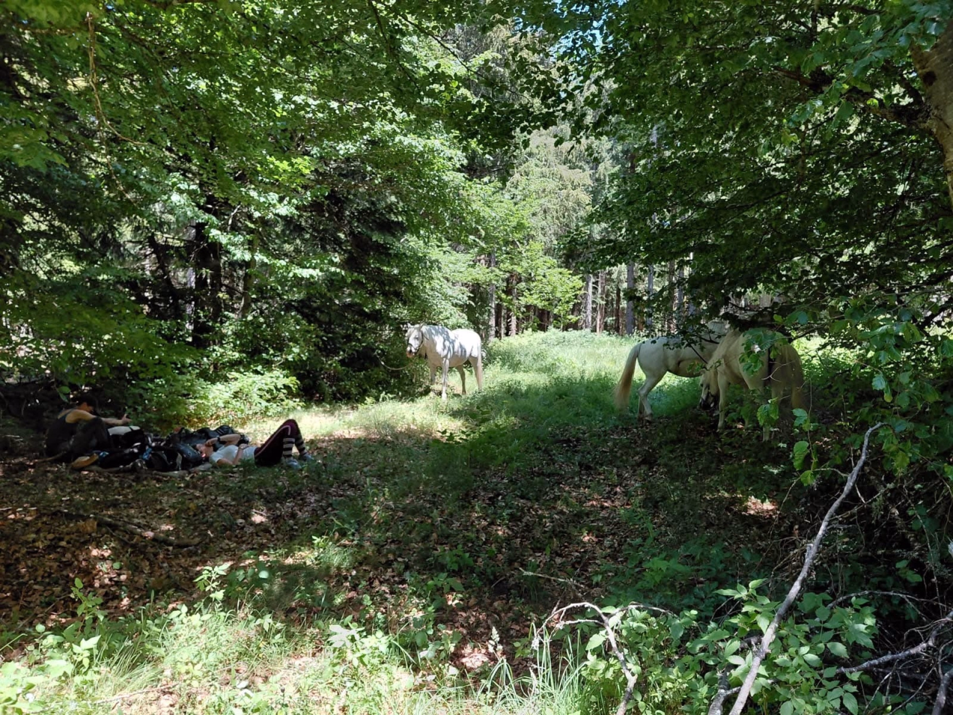 Randonnée à cheval en Lozère, de la Margeride au Mont Lozère