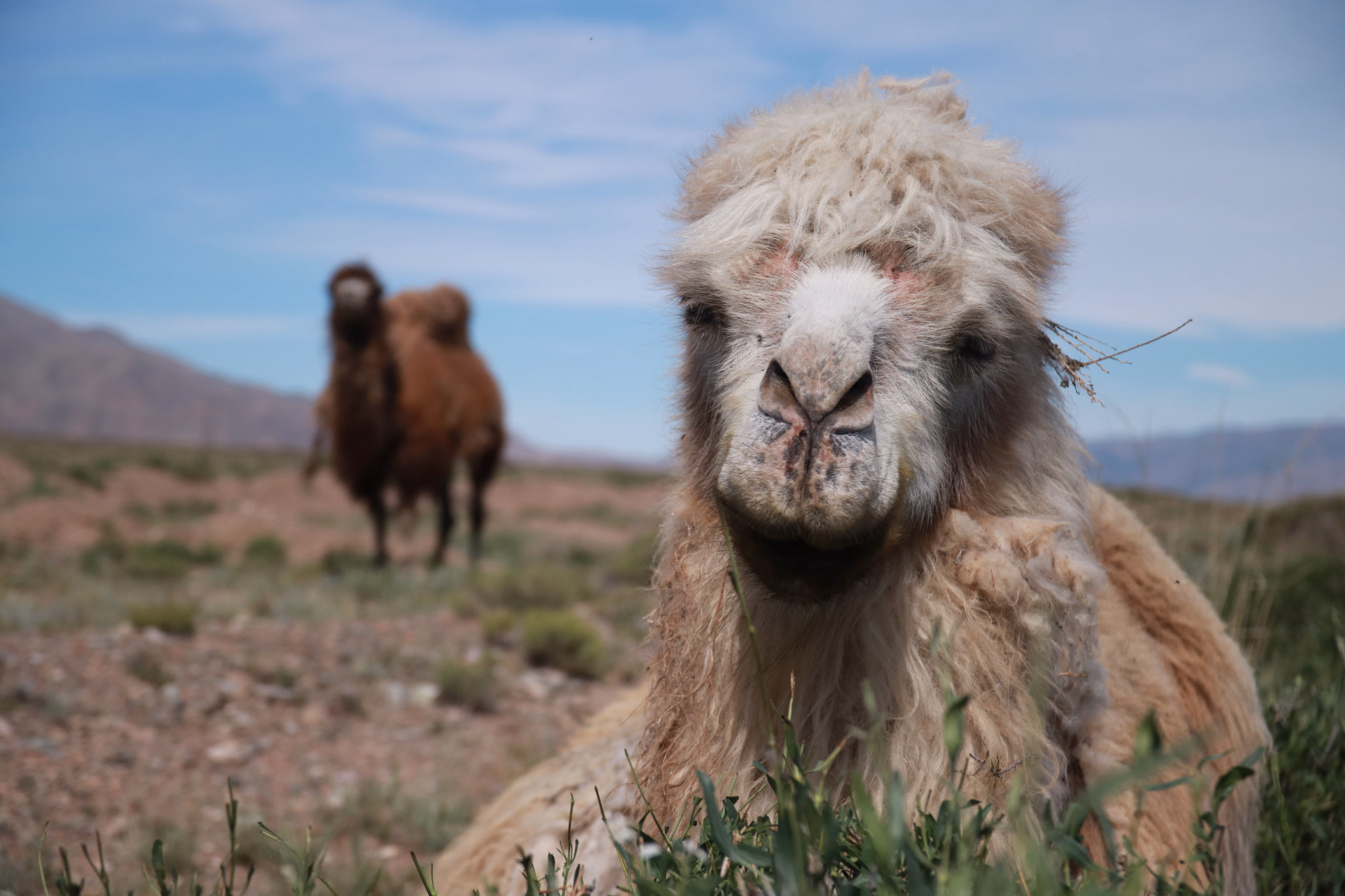 Randonnée et traditions nomades au cœur du Kirghizistan
