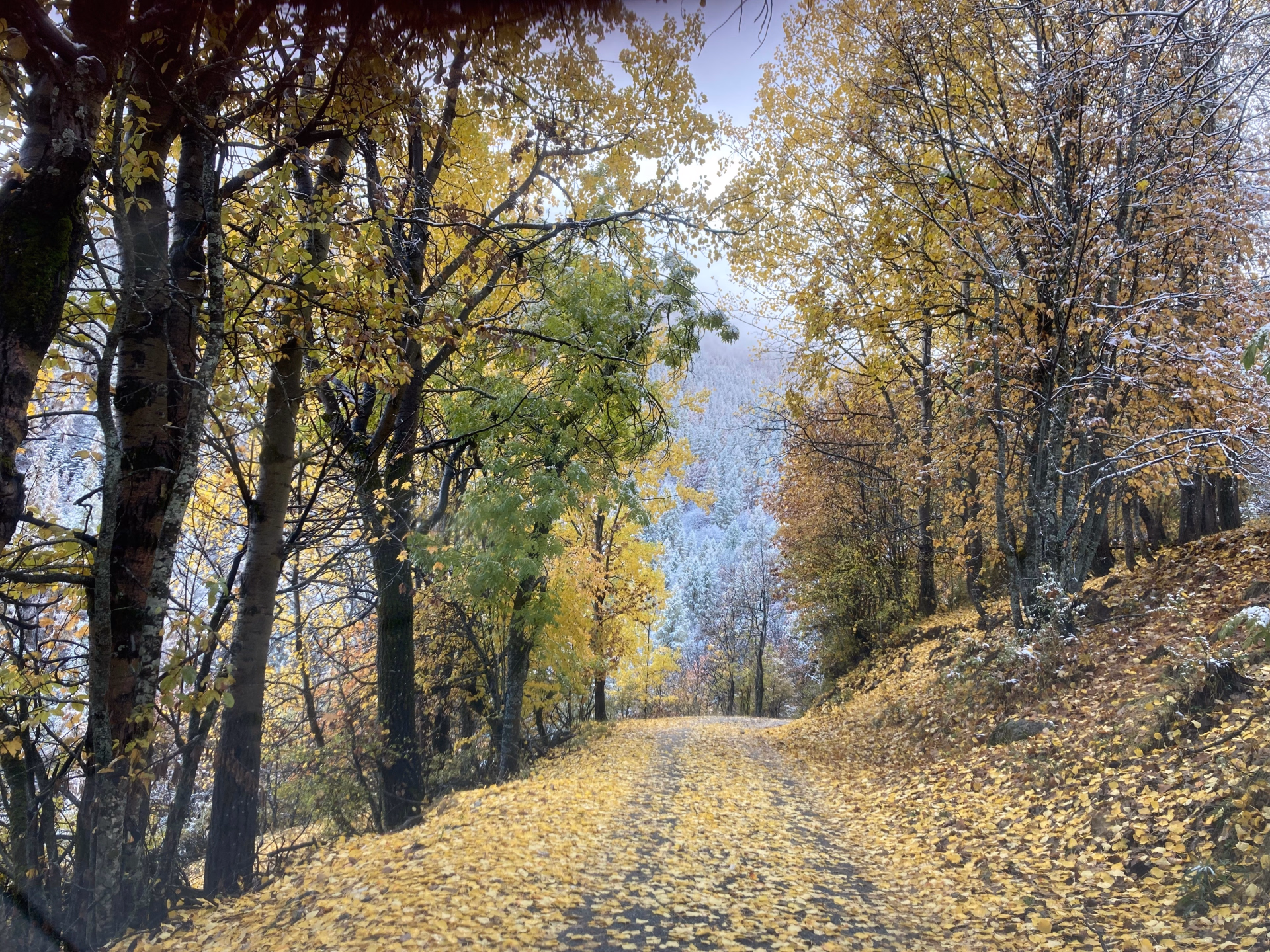 Aventure photo : à la rencontre du mélèze d'or dans les Hautes-Alpes