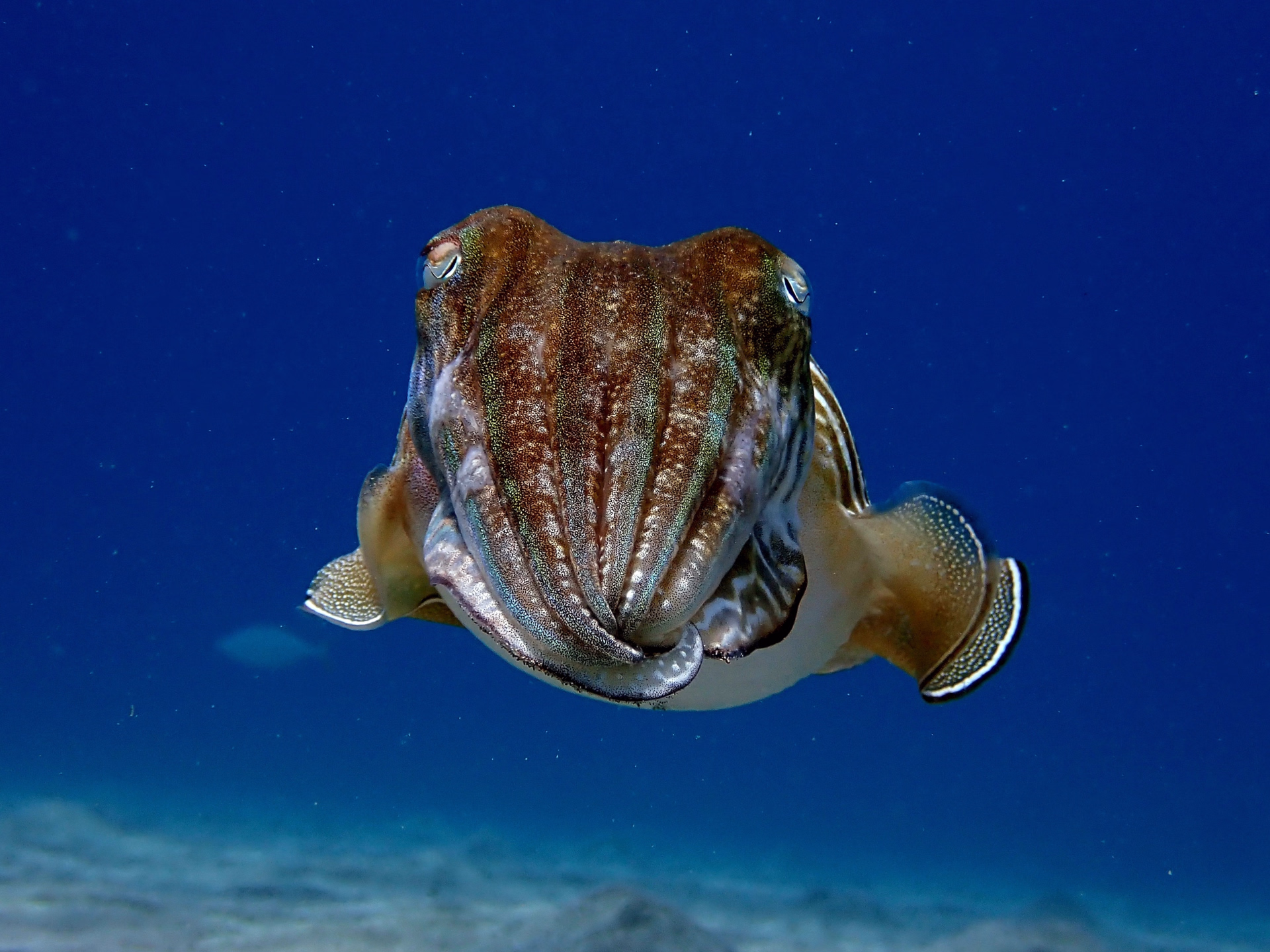 Découvrir la plongée au musée sous marin de Lanzarote