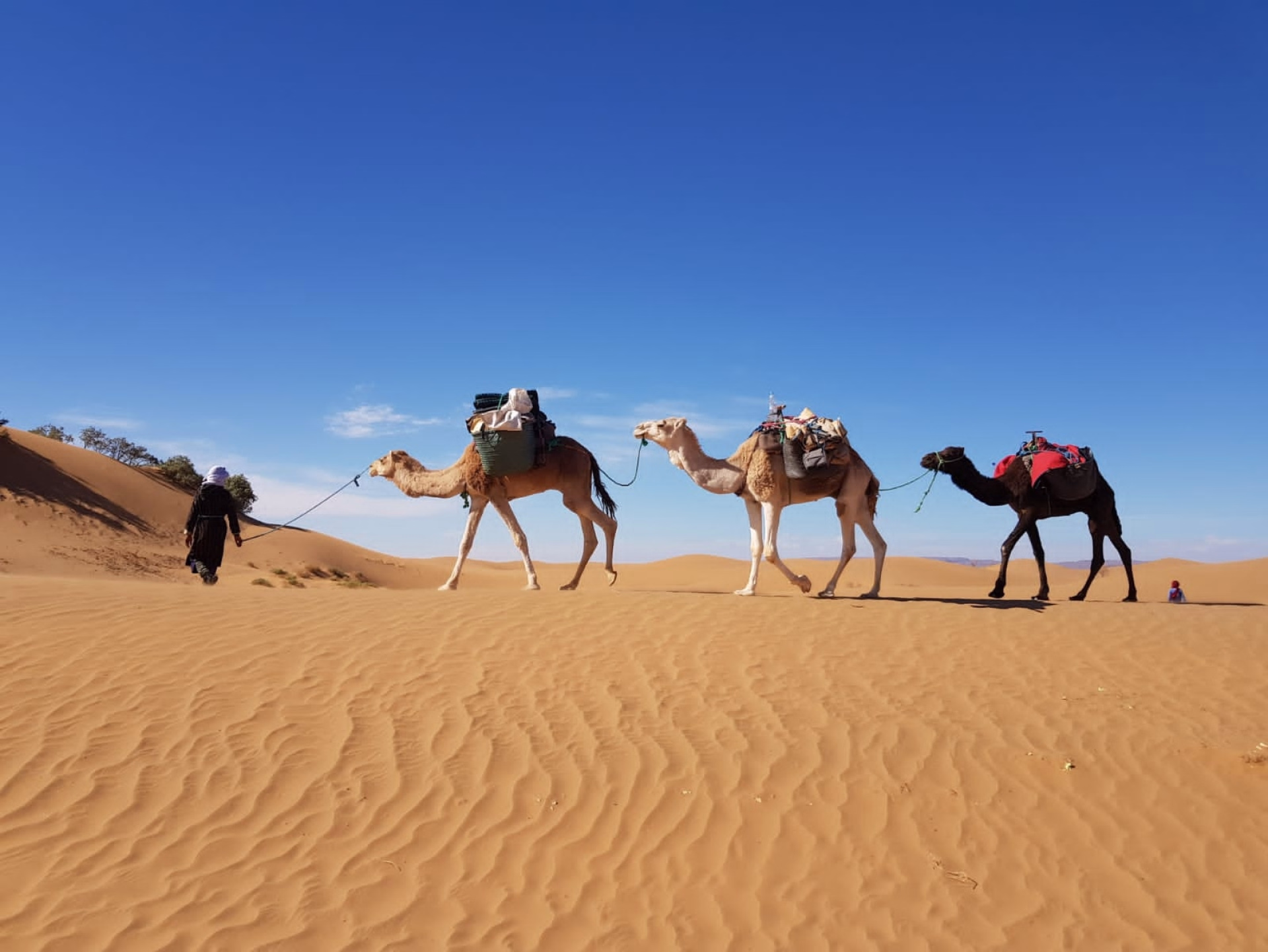 5 jours de trek dans le désert marocain