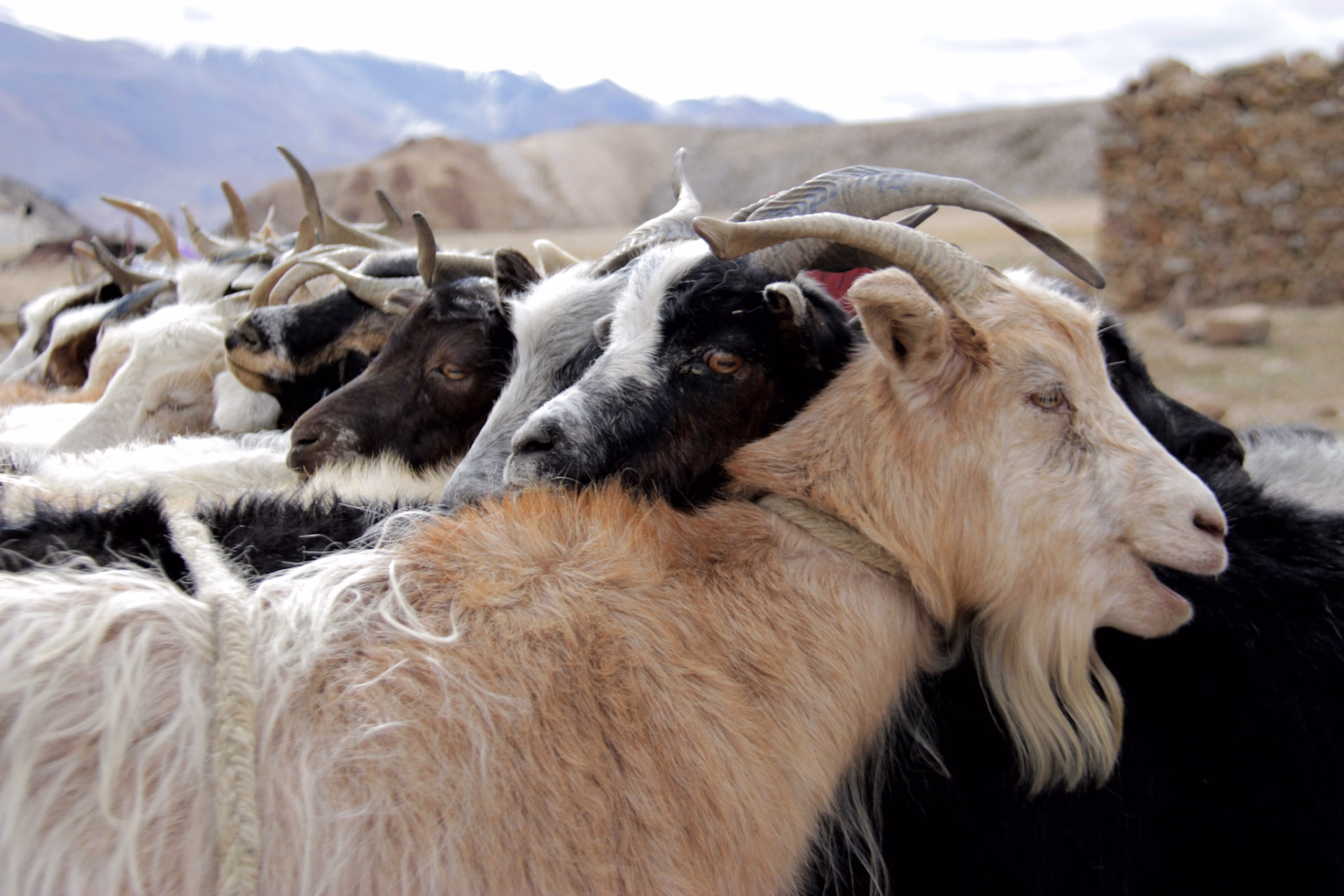 Trek sauvage au Ladakh, du Changtang au lac Tso Moriri