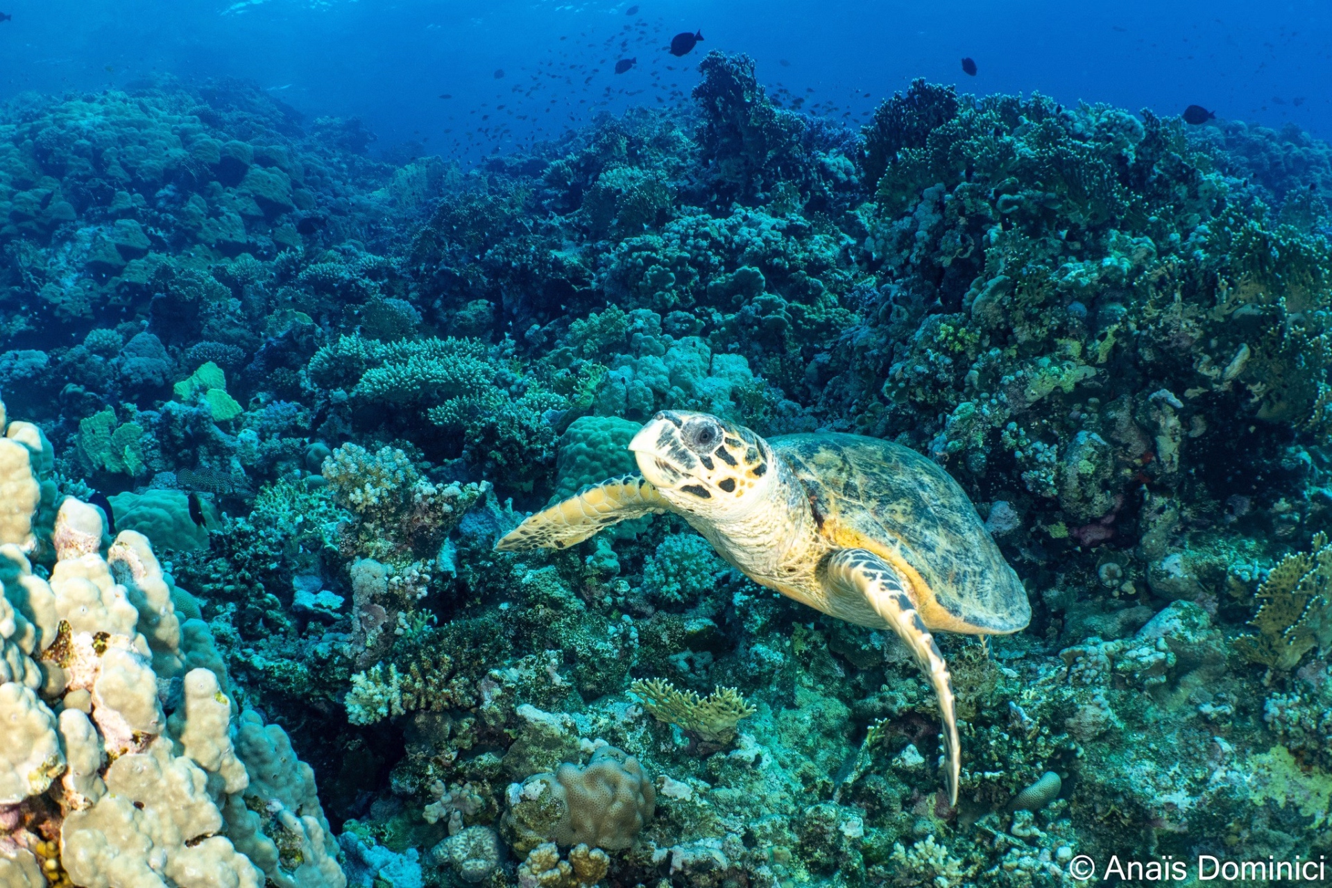 Premières plongées en Mer Rouge : plongée solo en Égypte