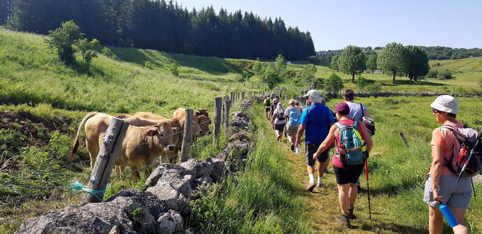Séjour spécial Brame du Cerf au cœur de l'Aubrac