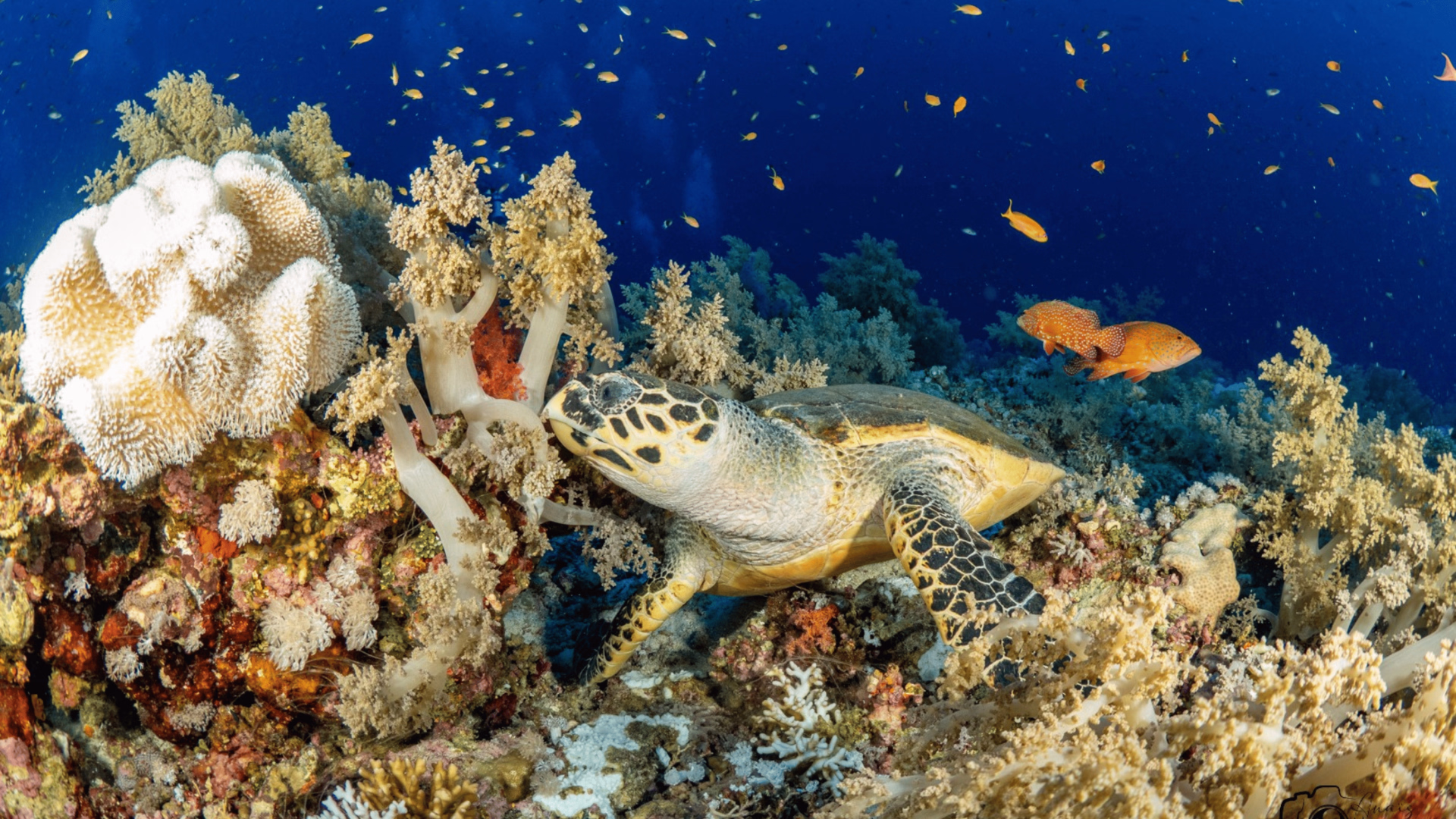 Voyageur solo : croisière plongée à St John's en Egypte