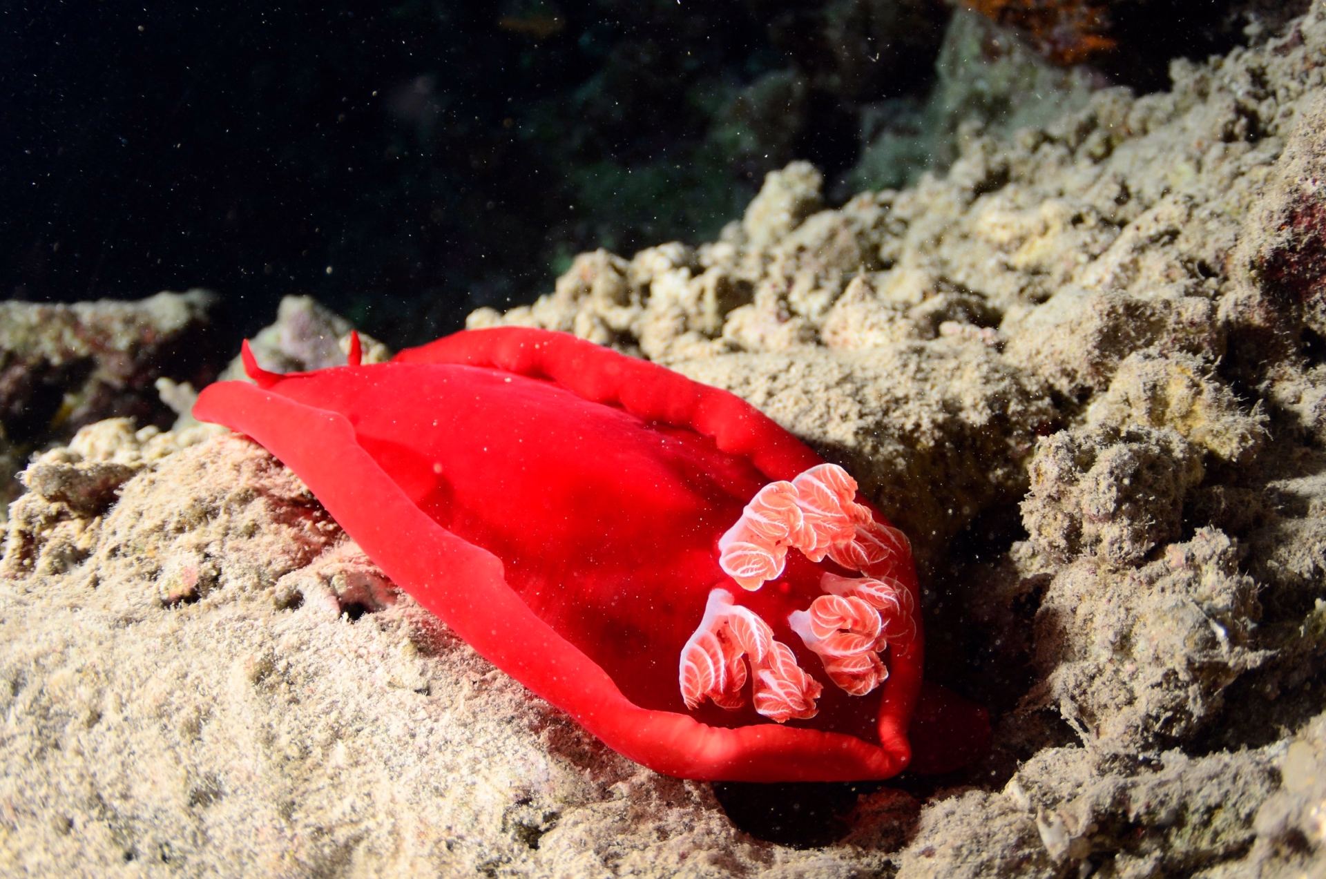 Séjour plongée en mer Rouge : explorez épaves et coraux