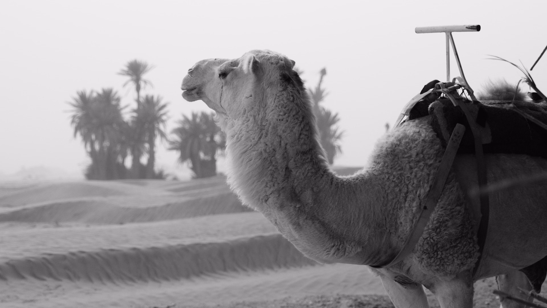 Séjour de 7 jours au départ de Marrakech : désert du Maroc et vallée