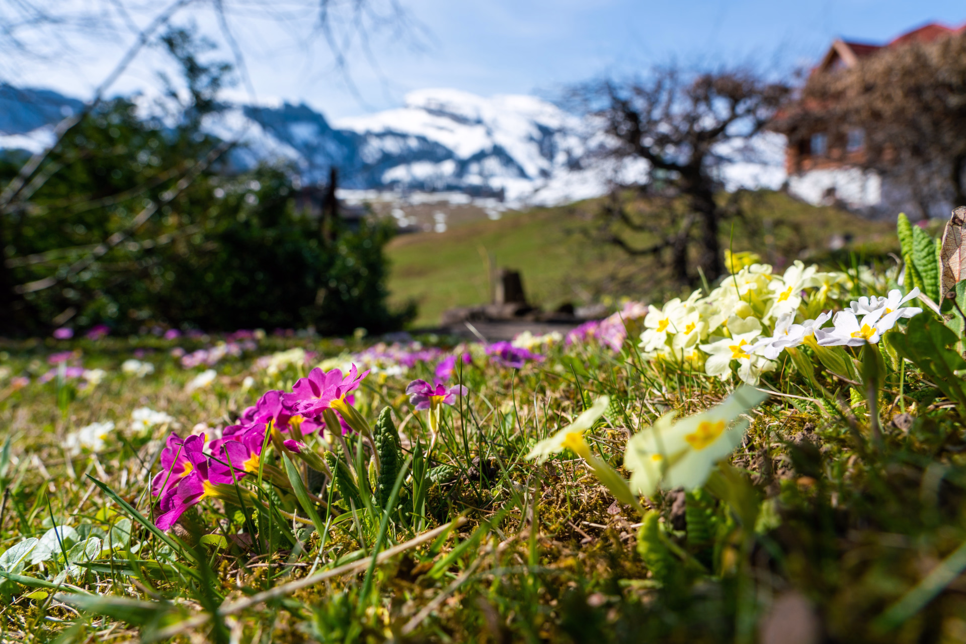 Randonnée en famille et légendes du Säntis en Suisse