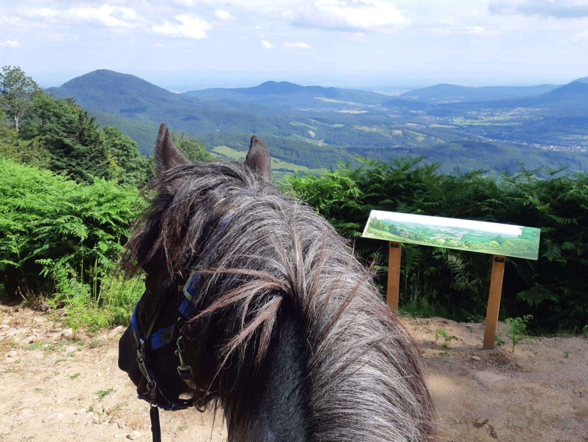 Randonnée équestre tous niveaux au cœur des Vosges