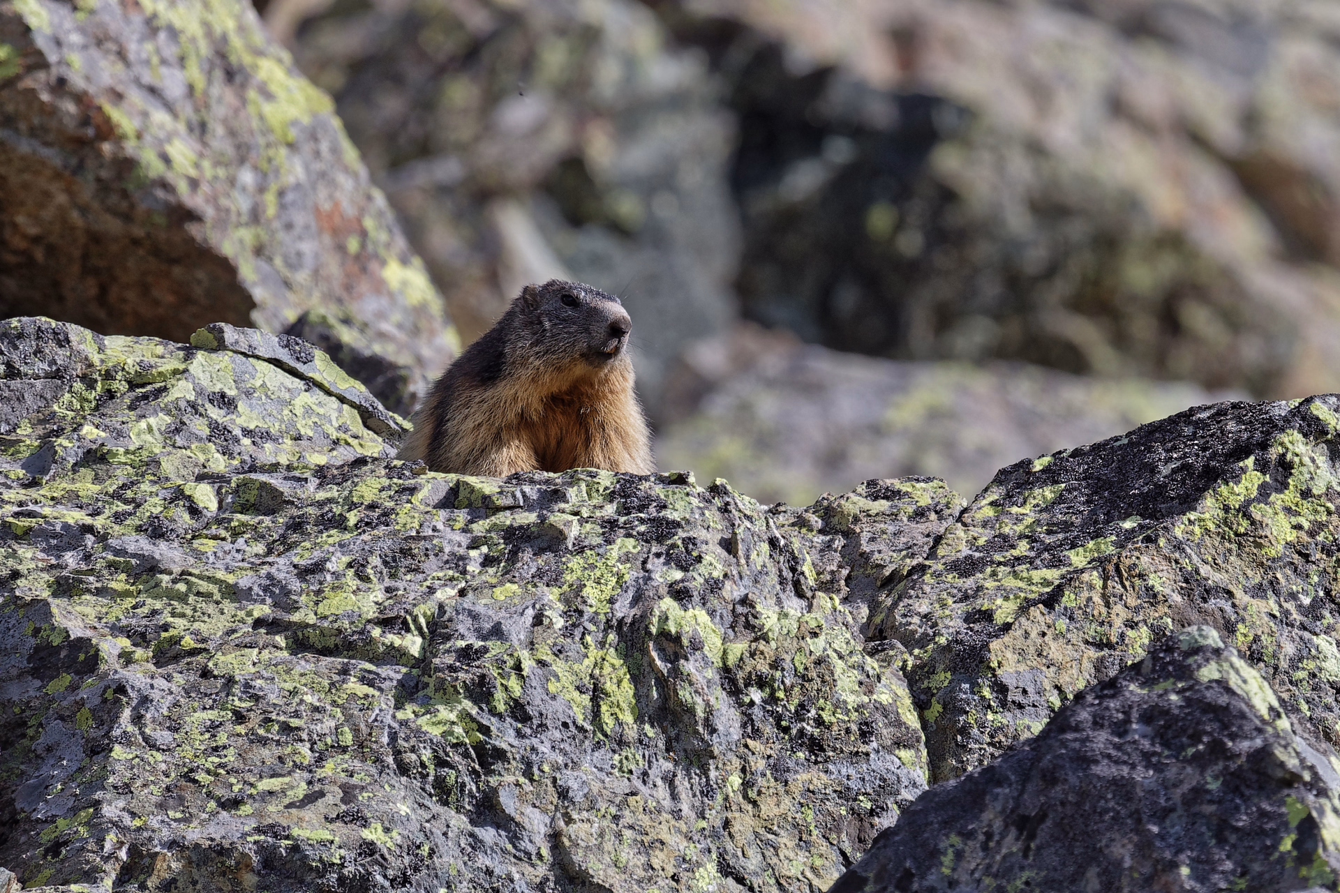 Randonnées en liberté au cœur du Massif de Belledonne