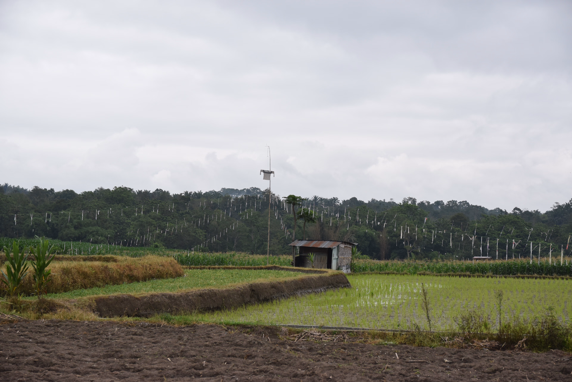 Sumatra Nord en vélo électrique : Lac Toba et jungle de Sumatra