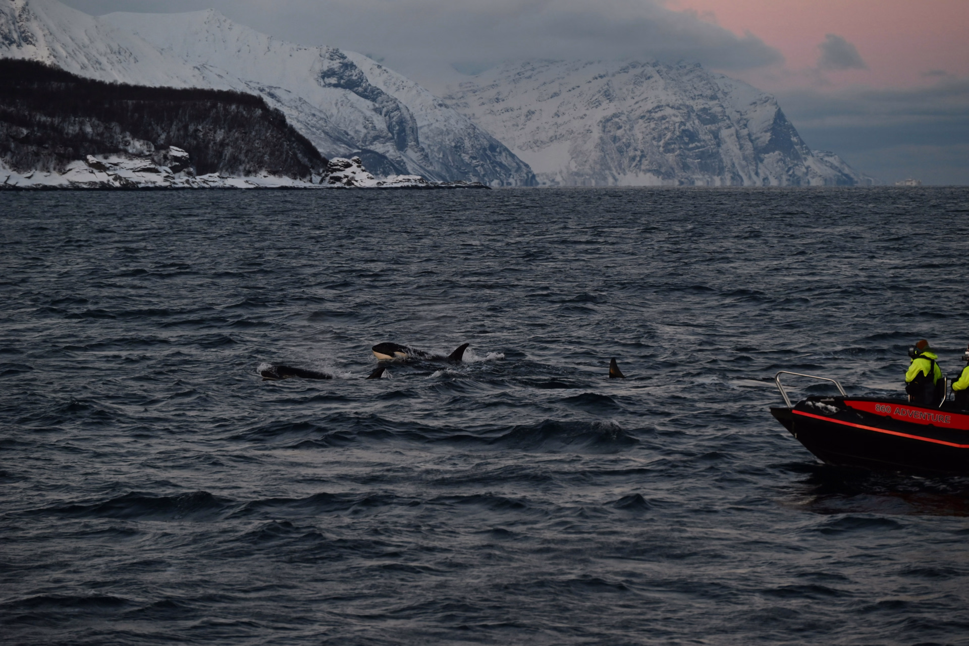 Sur la route des baleines & orques, Grand Nord norvégien