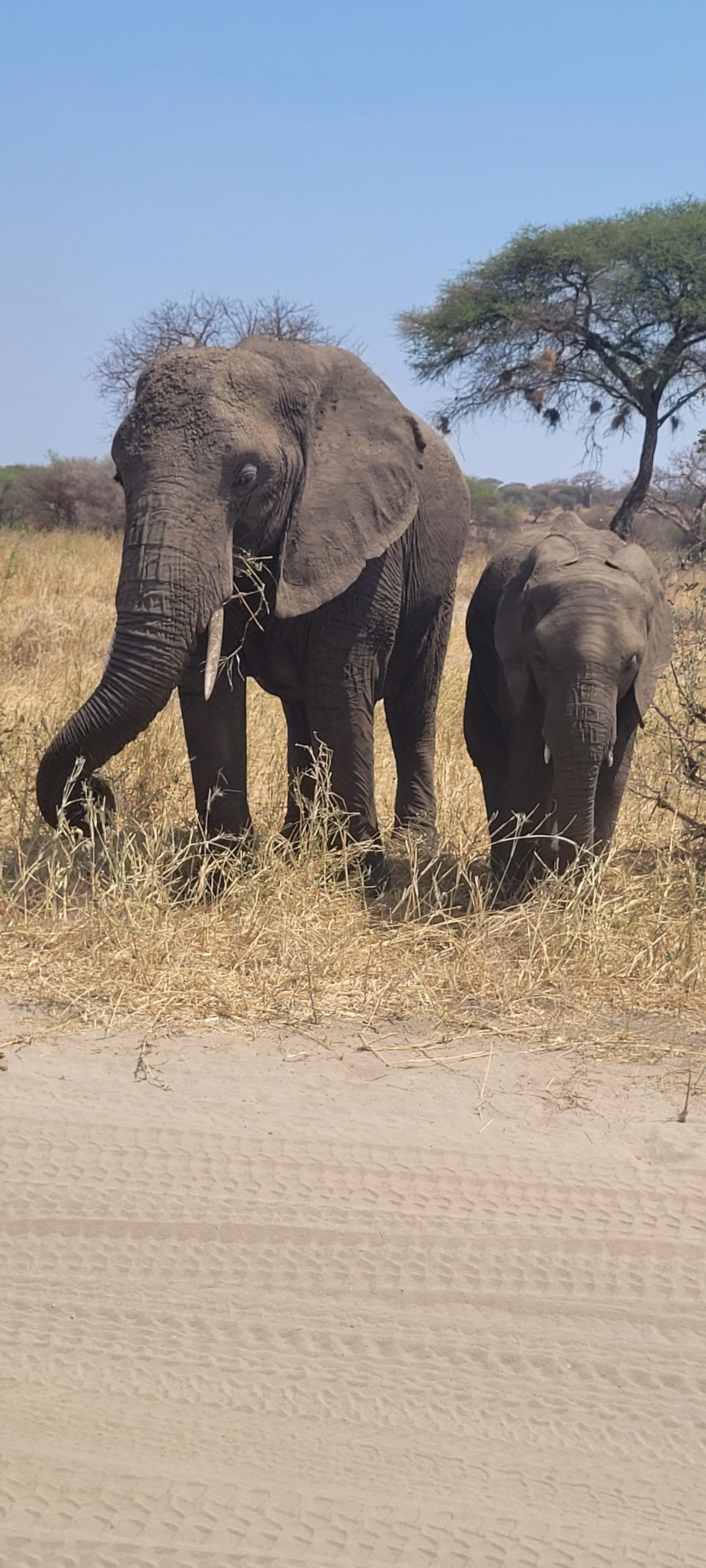 Photo d'éléphants pendant un safari