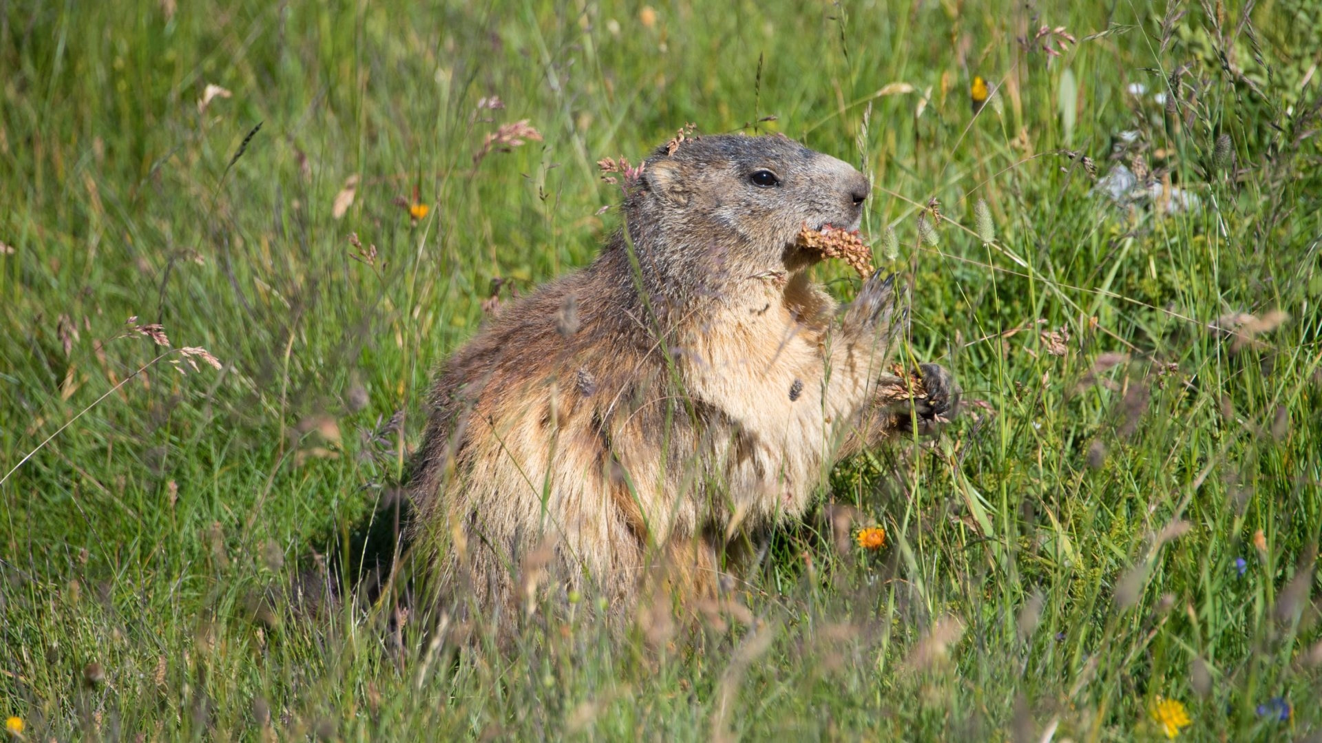 Randonnée authentique au cœur des Glaciers de la Vanoise