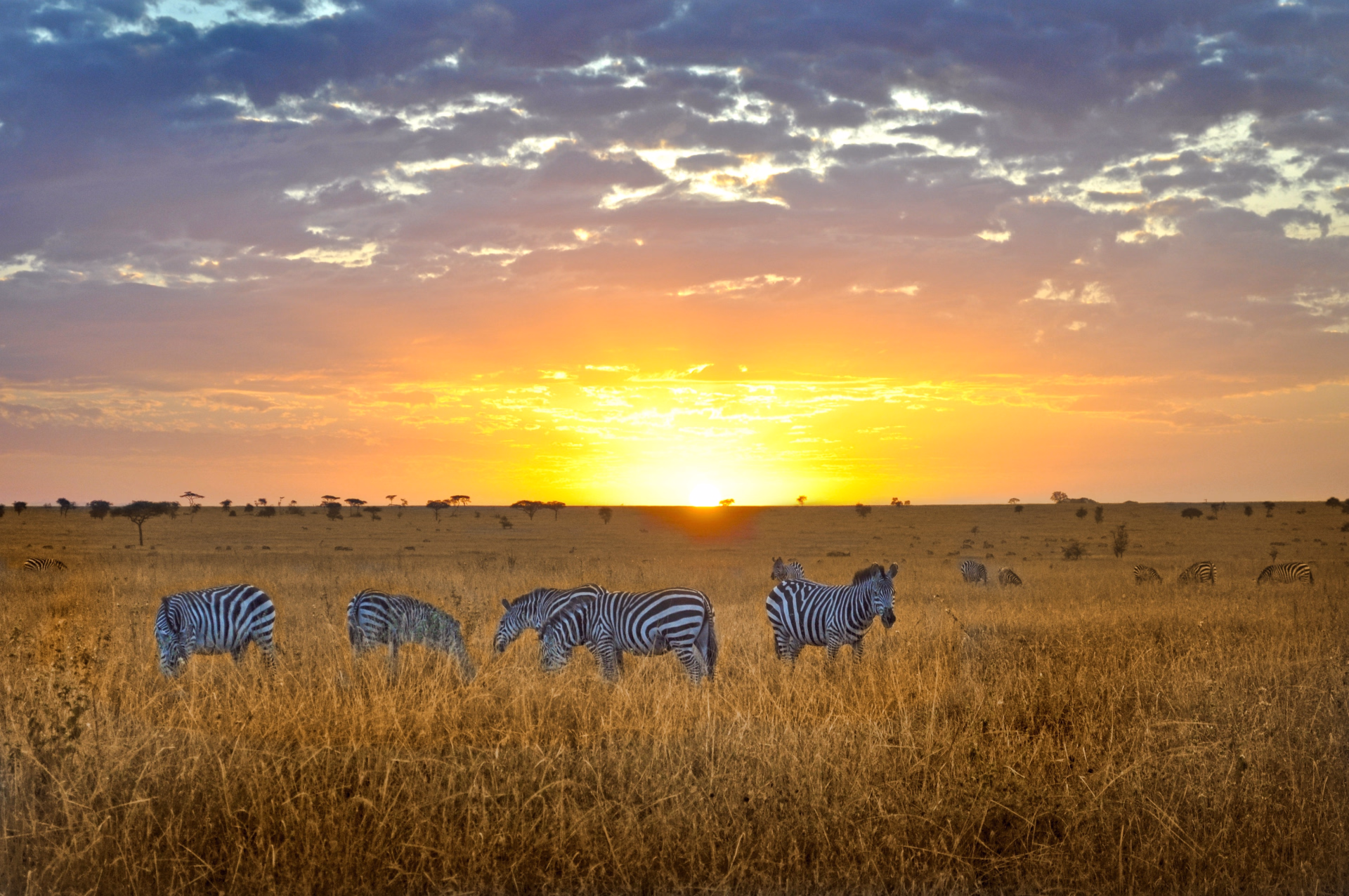 Safari camping de 5 jours en Tanzanie