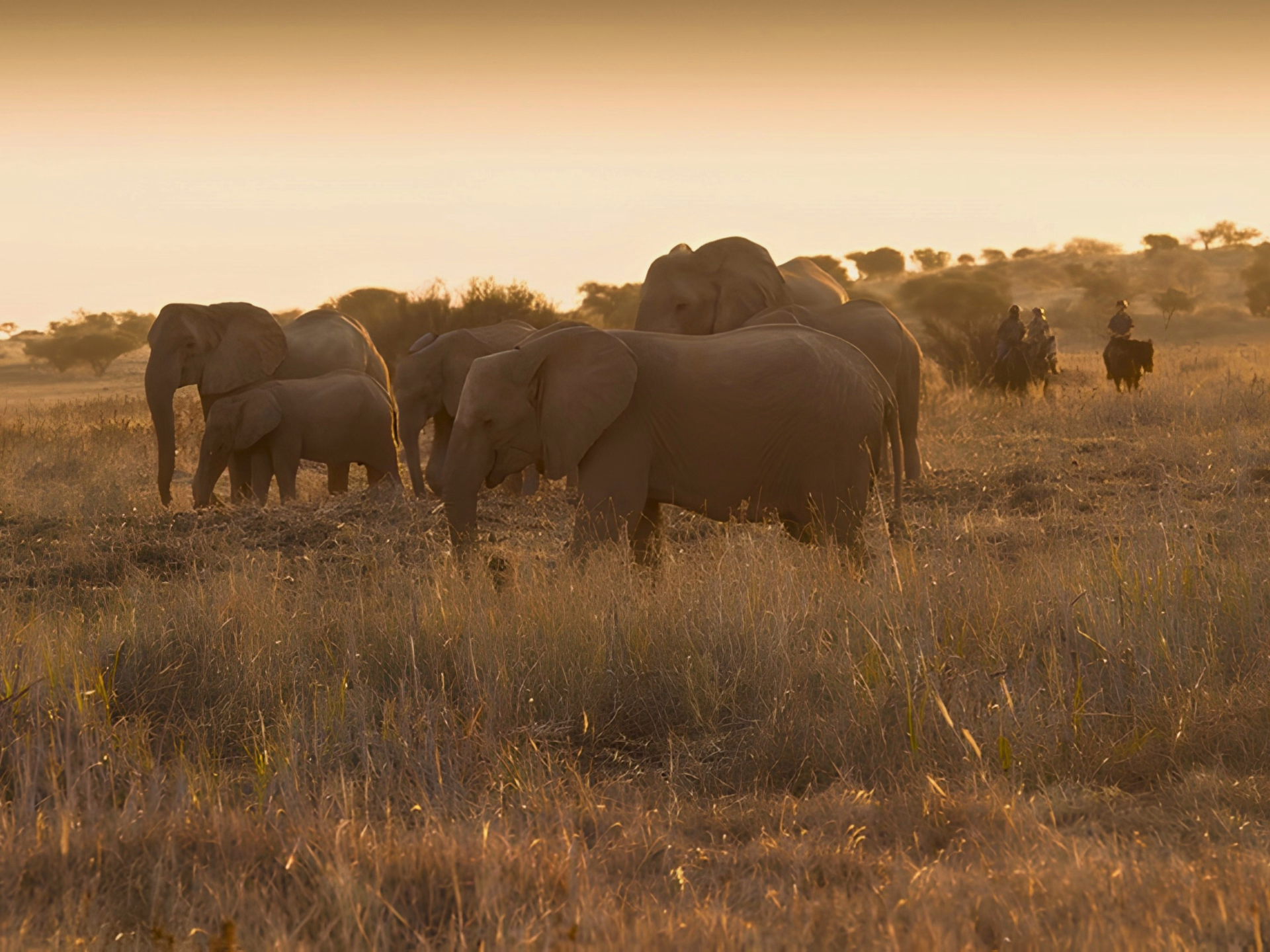 Safari à cheval, de l'Afrique du Sud au Botswana