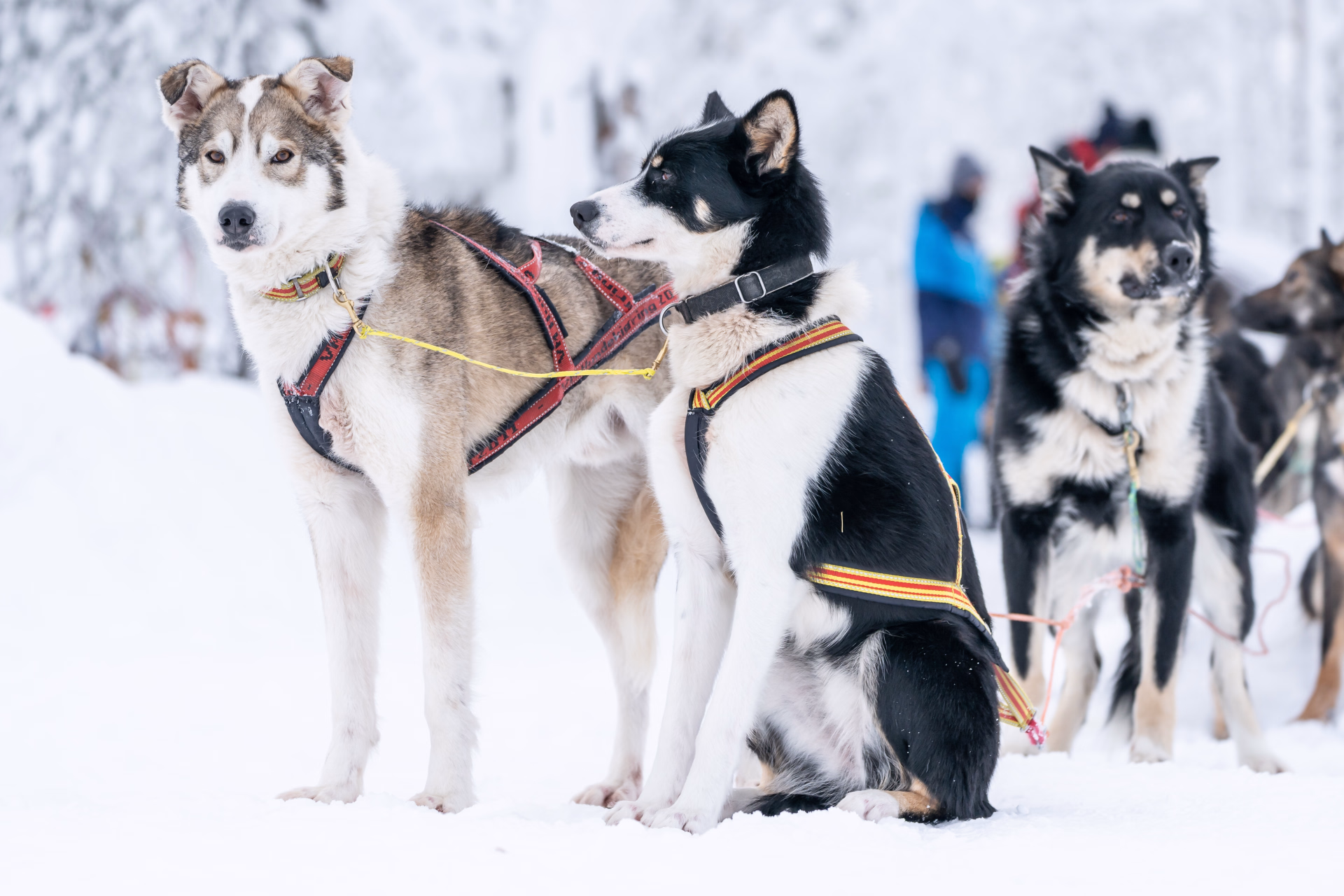 Expédition chien de traîneau dans le Parc National de Dividalen