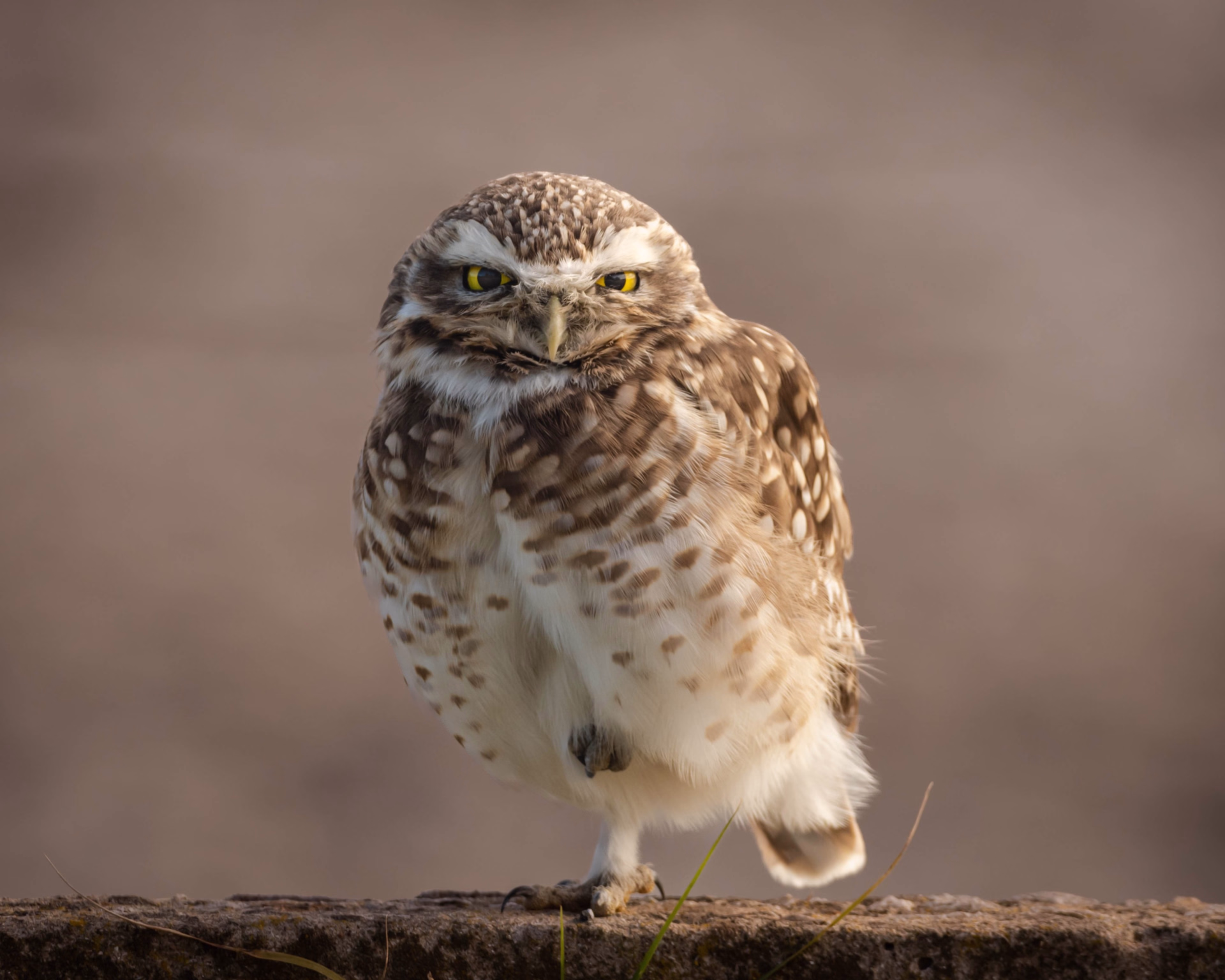 Reconnaitre les oiseaux du Périgord