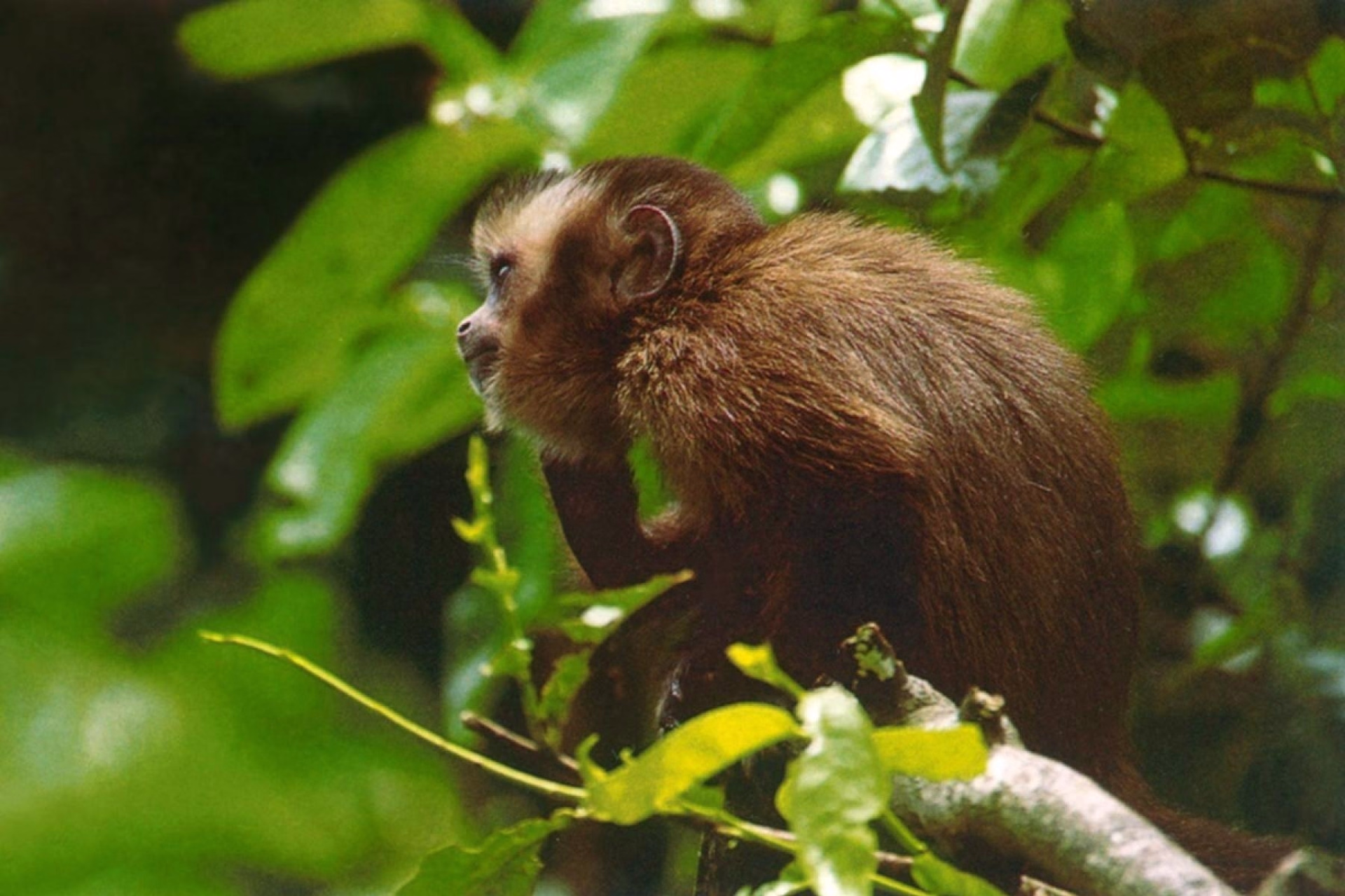 Réserve nationale de Tambopata : le sanctuaire de la nature