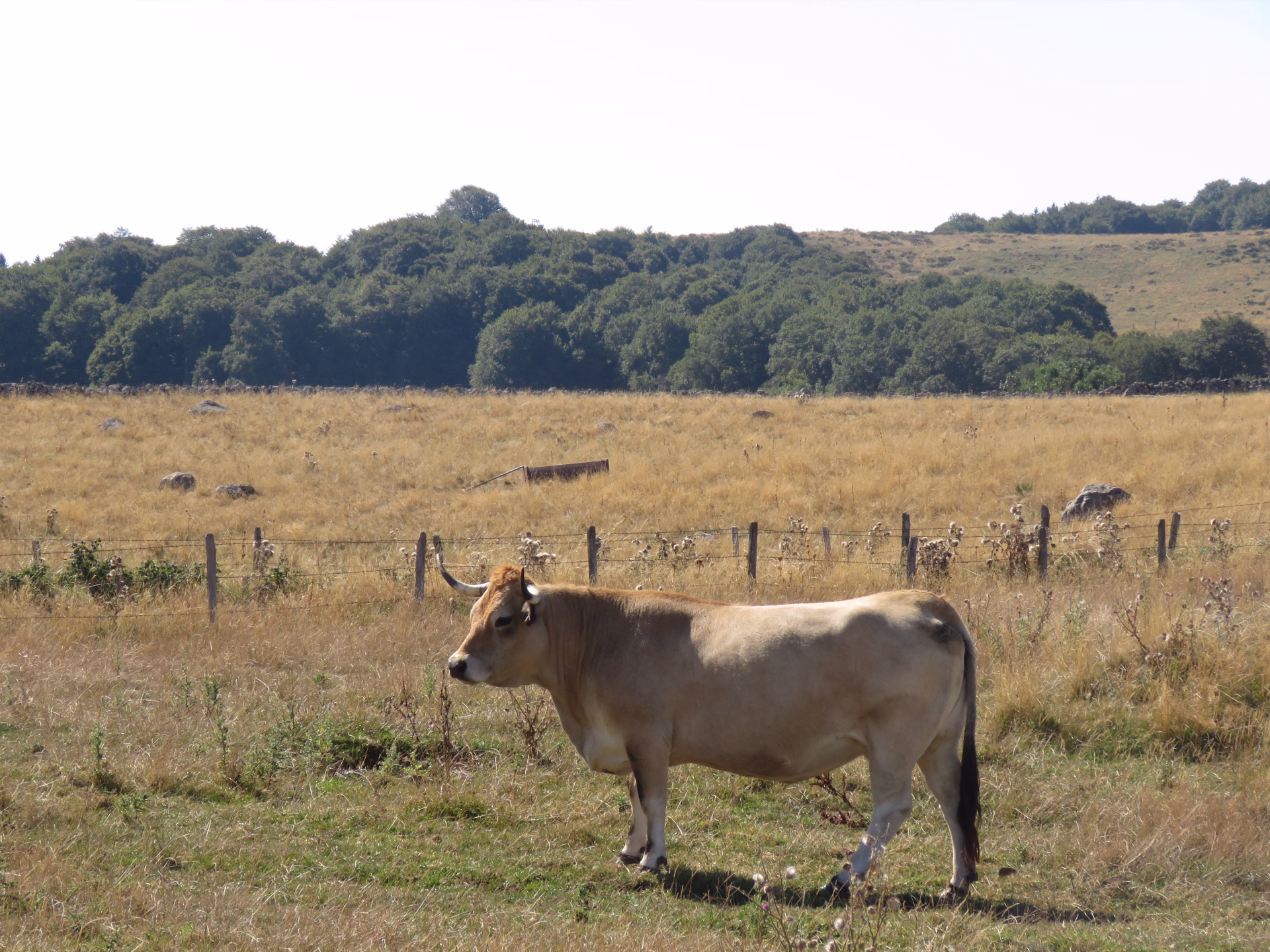 Le tour des Monts d'Aubrac en randonnée