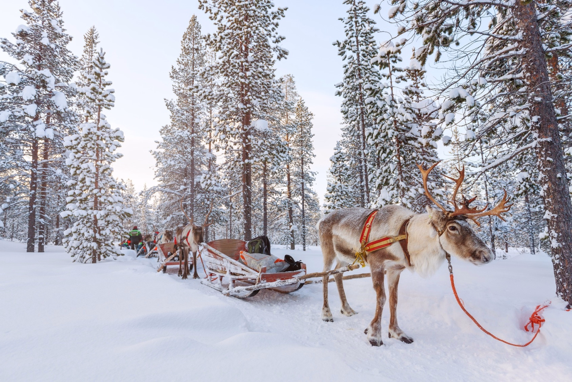 Laponie sensations : plaisirs et frissons du Grand Nord