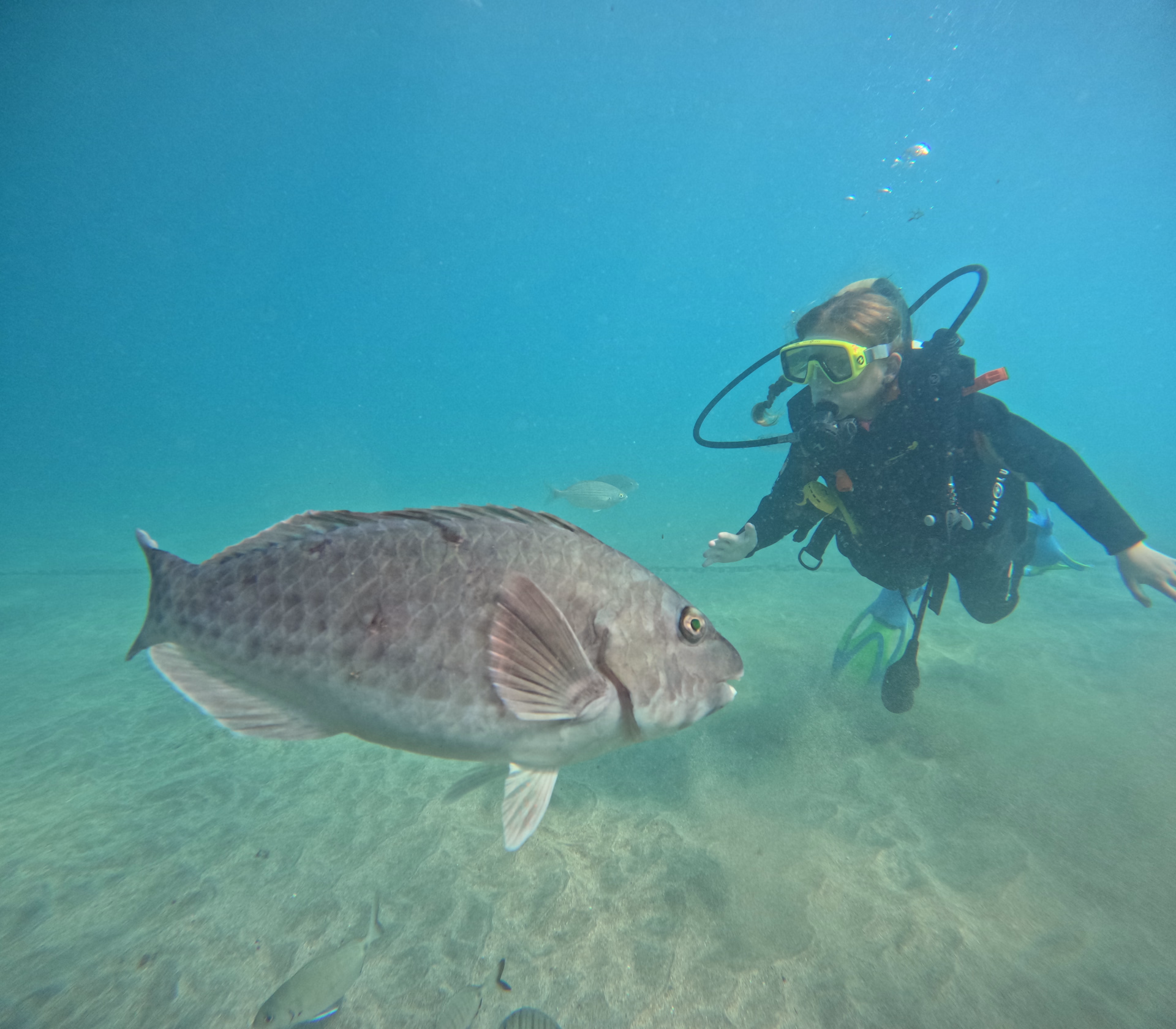 Formation courte PADI Open Water Diver à Tenerife
