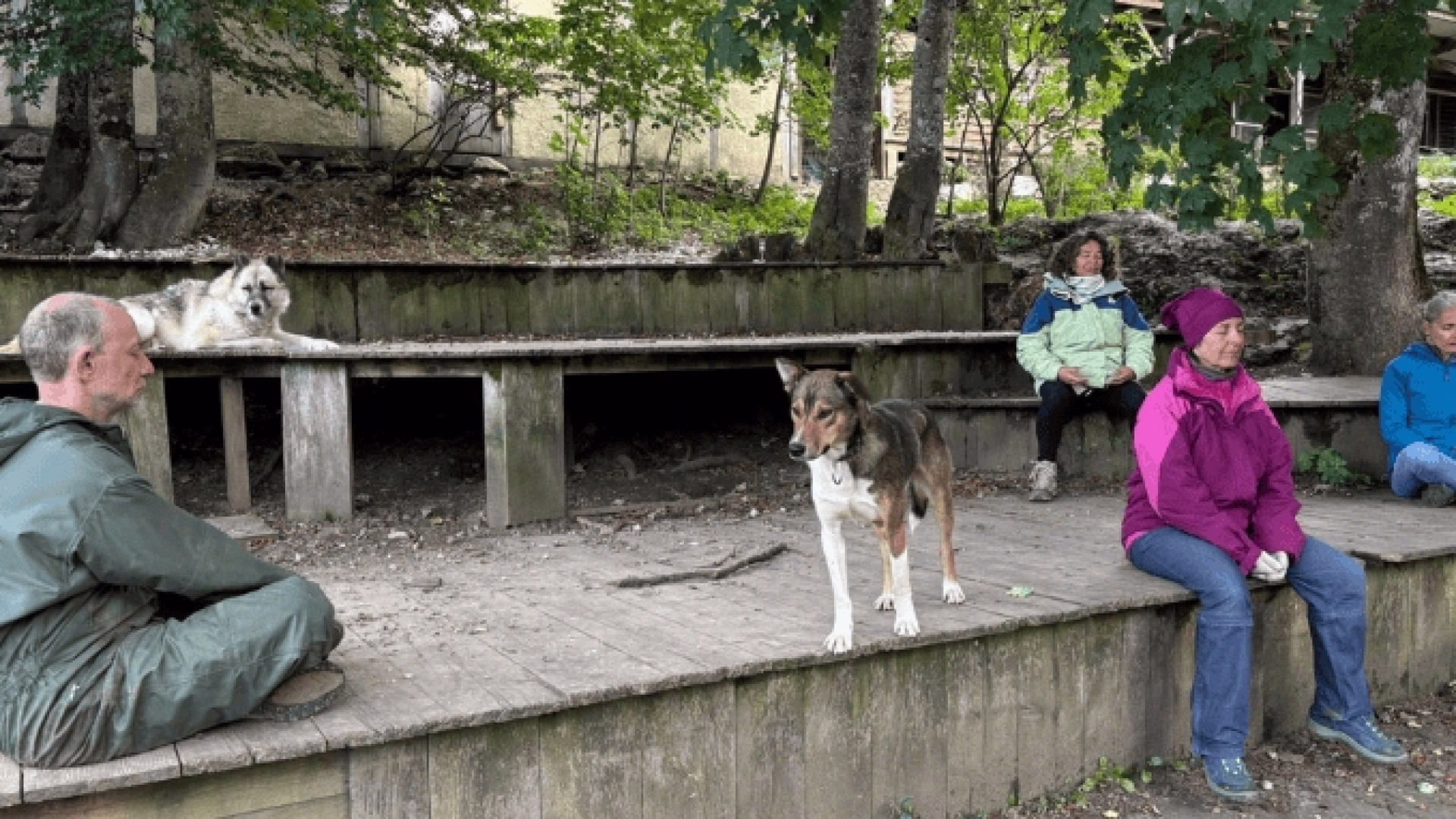 Sur les traces du loup : à la rencontre de votre part sauvage