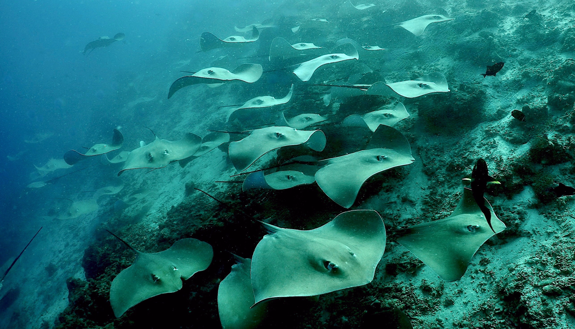 10 plongées aux Maldives sur l’île locale de Himmafushi