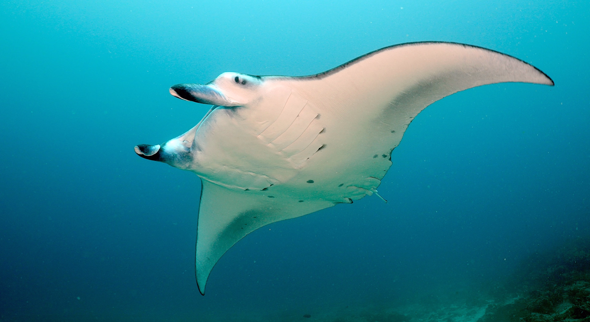 Passez votre PADI Open Water à Himmafushi aux Maldives