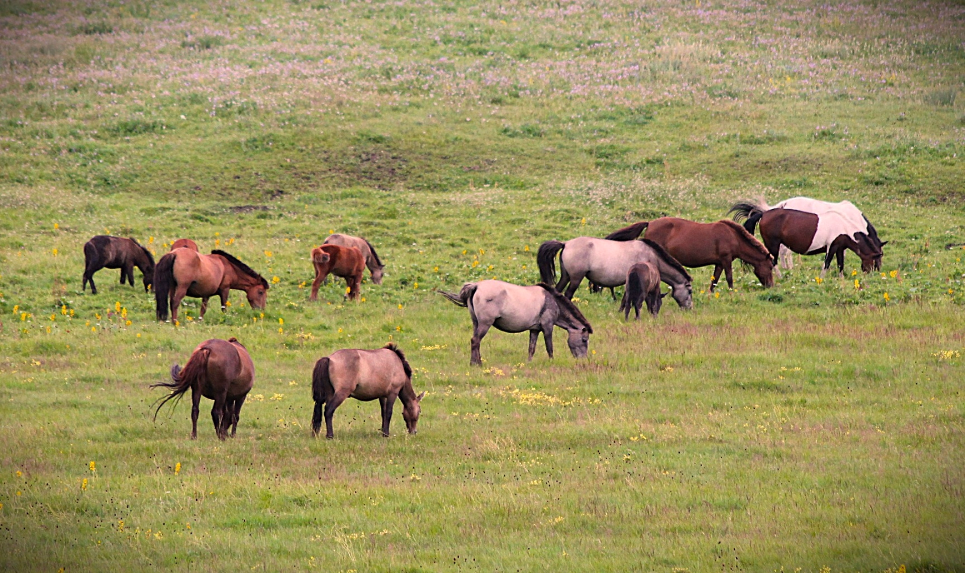 Yoga et équitation dans les steppes mongoles