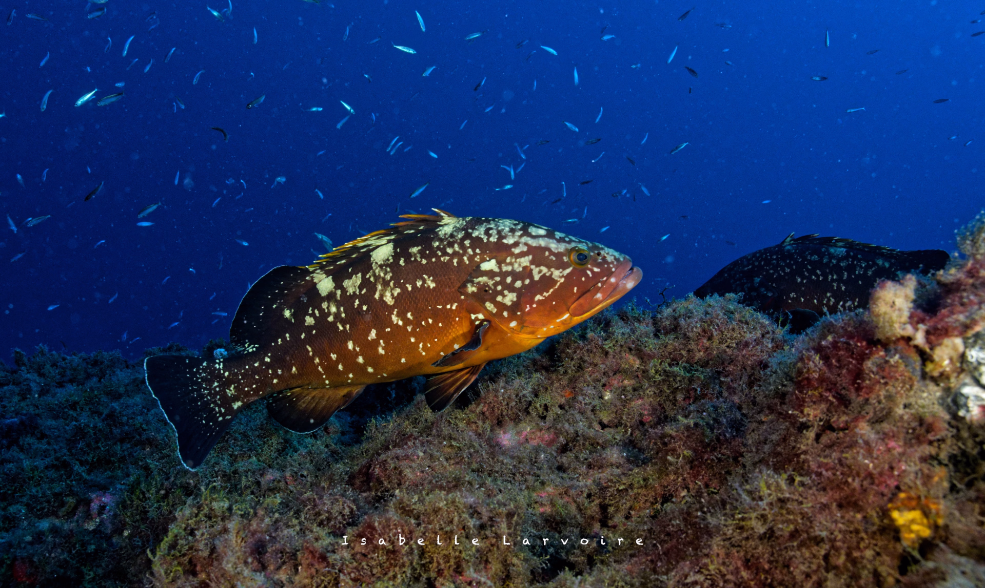 Plongeurs avancés, venez découvrir le Museo Submarino de Lanzarote