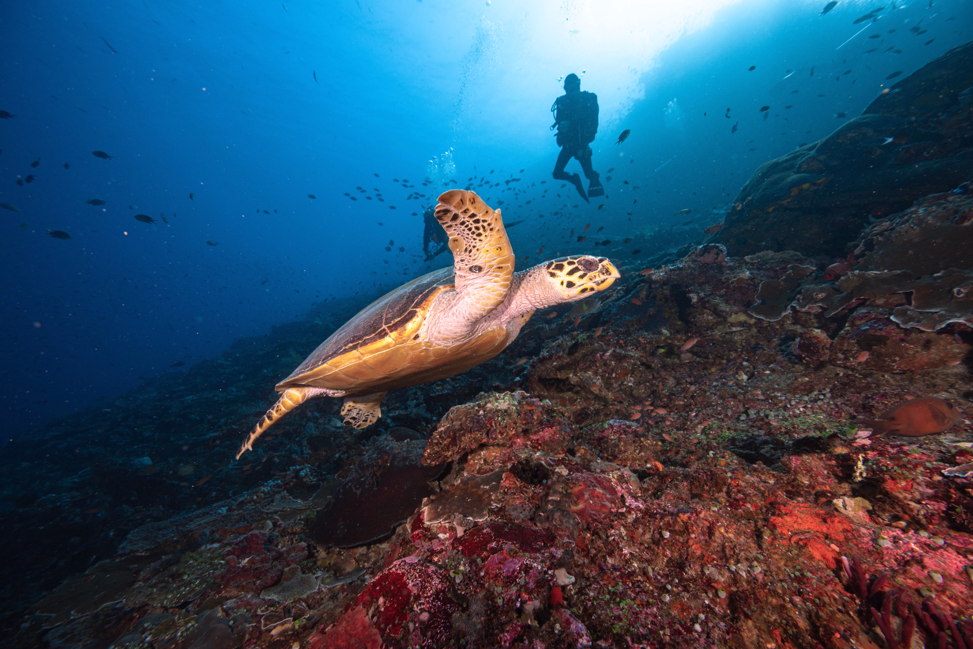 Croisière plongée à Komodo pour un séjour inoubliable