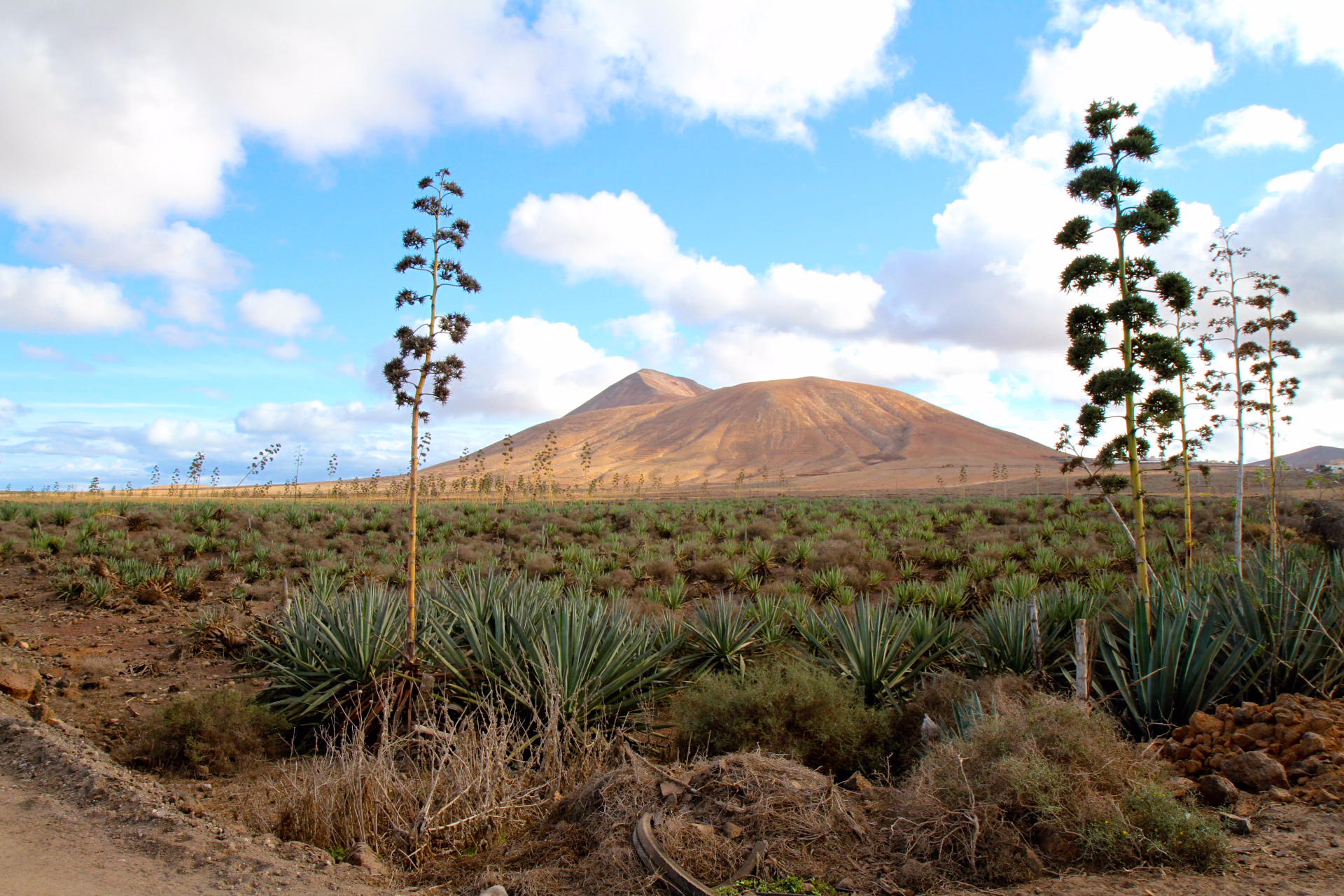 Initiation surf & relax au cœur de Fuerteventura