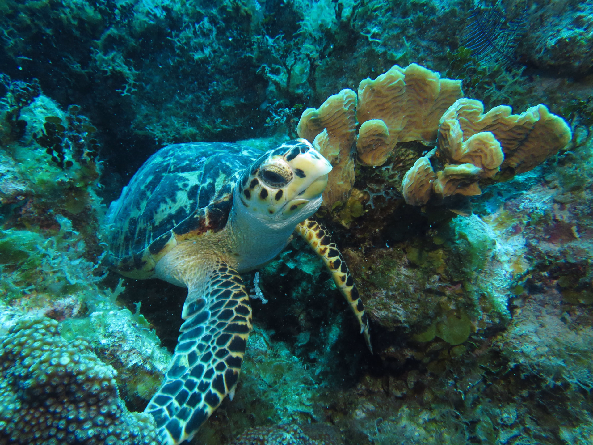 Plongée pour voir les petites tortues aux Bahamas