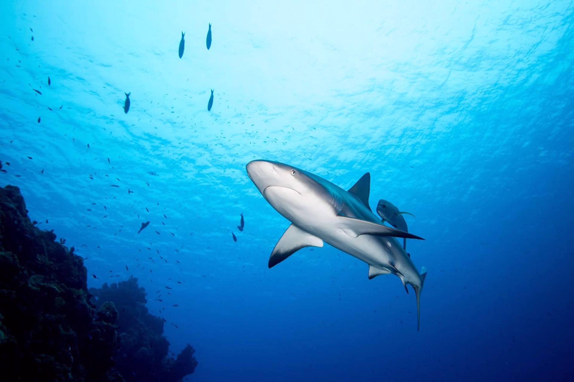 Venez rencontrer les tiger beach aux Bahamas