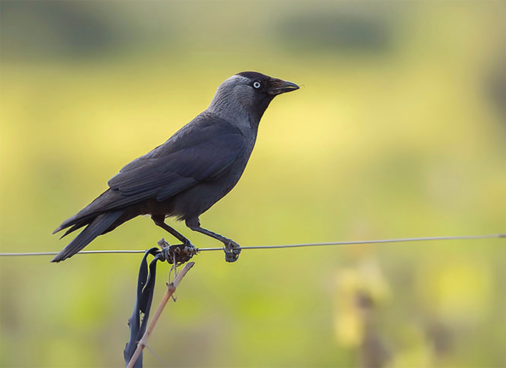 Reconnaitre les oiseaux du Périgord