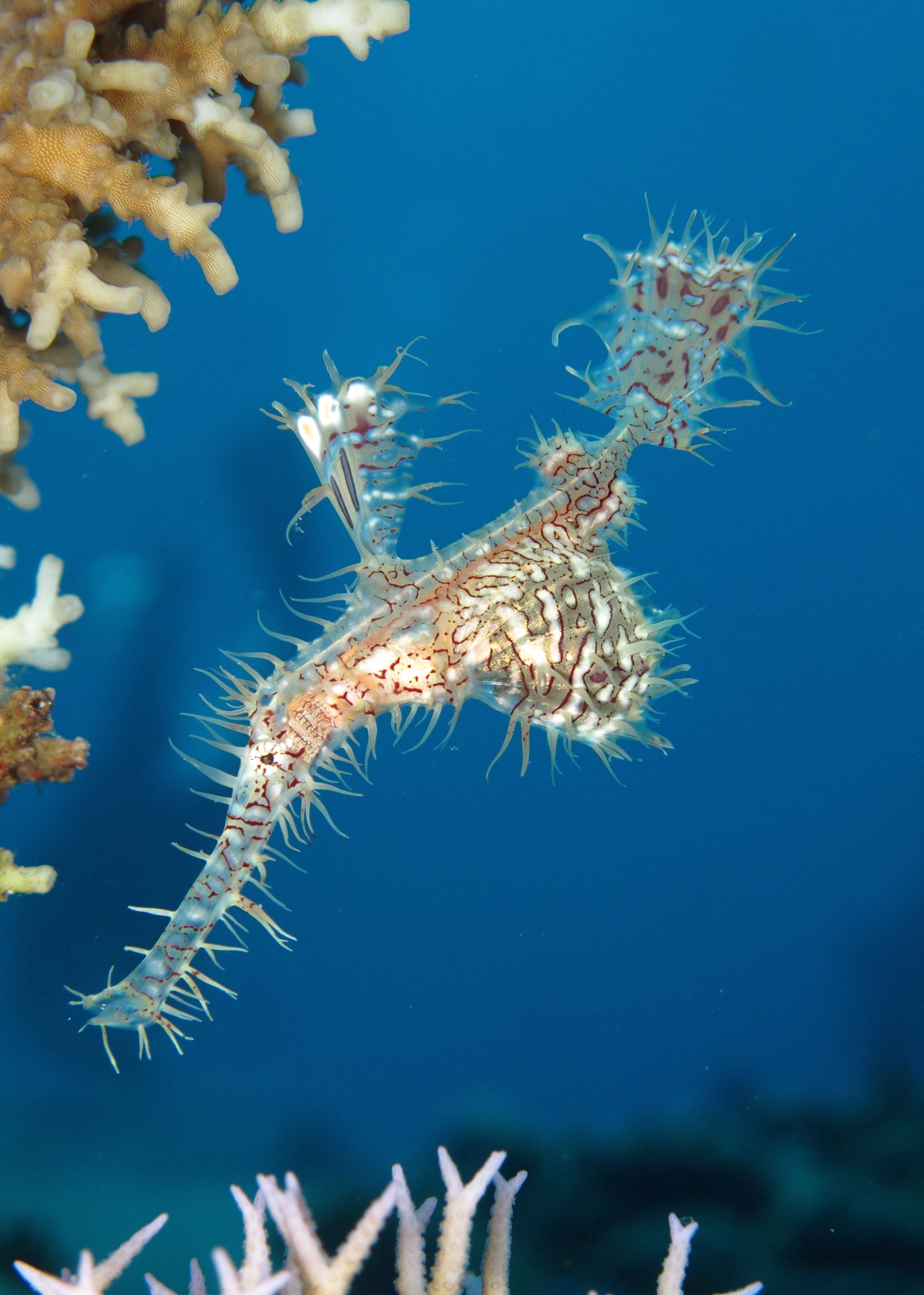 Stage de plongée PADI Advanced AOW à Dahab