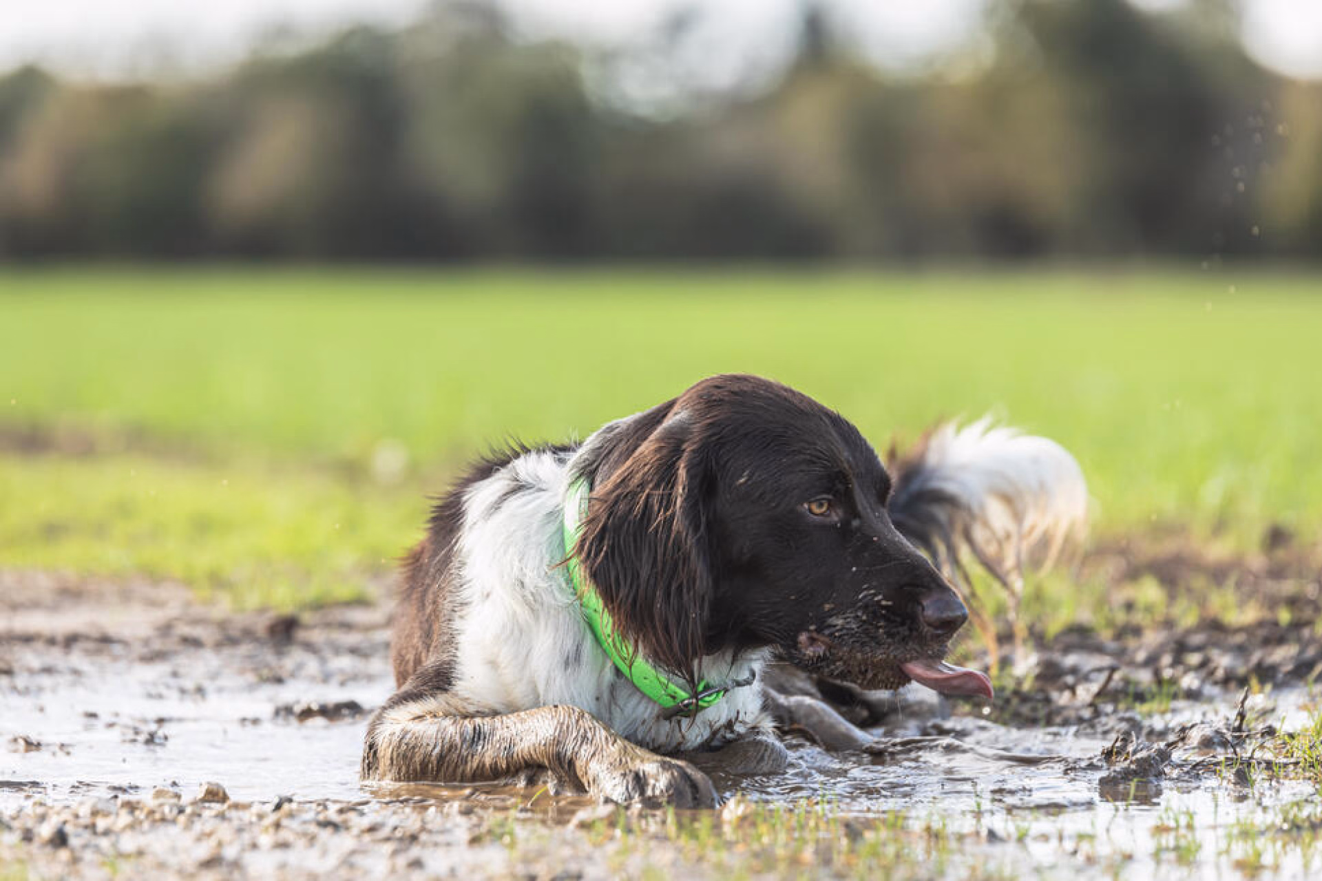 séjour cani sport