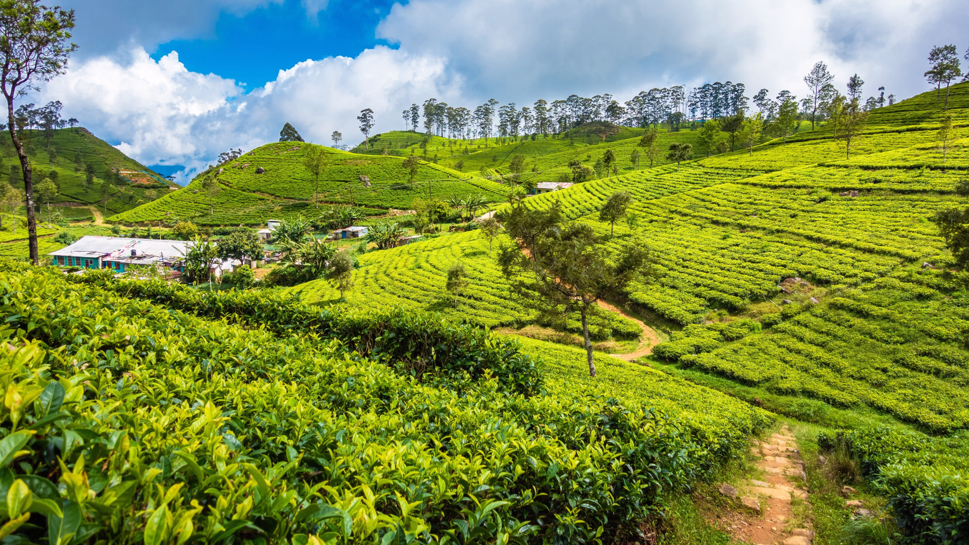 Le Sri Lanka à vélo