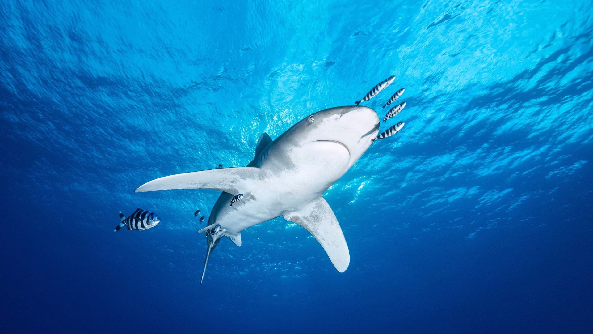 Voyageur solo : croisière et plongée dans le Triangle d'Or en Egypte