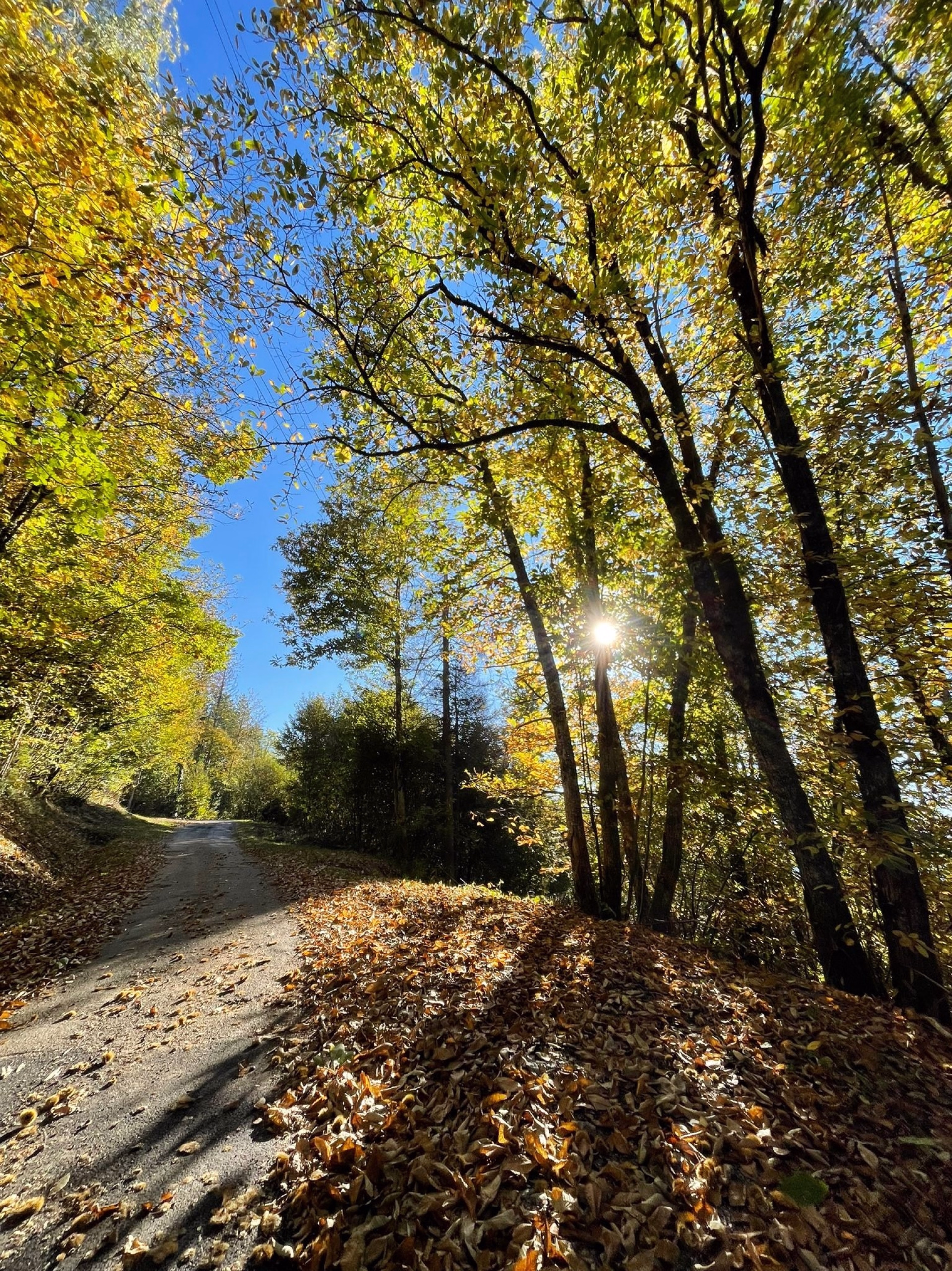 Stage Yoga d'Automne en Savoie - Stimuler son système immunitaire