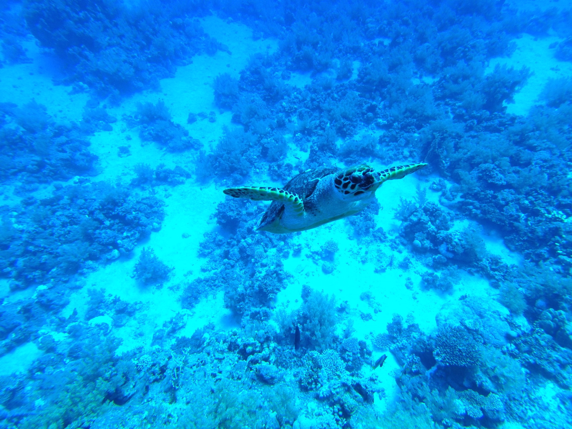 Plongée en Egypte
