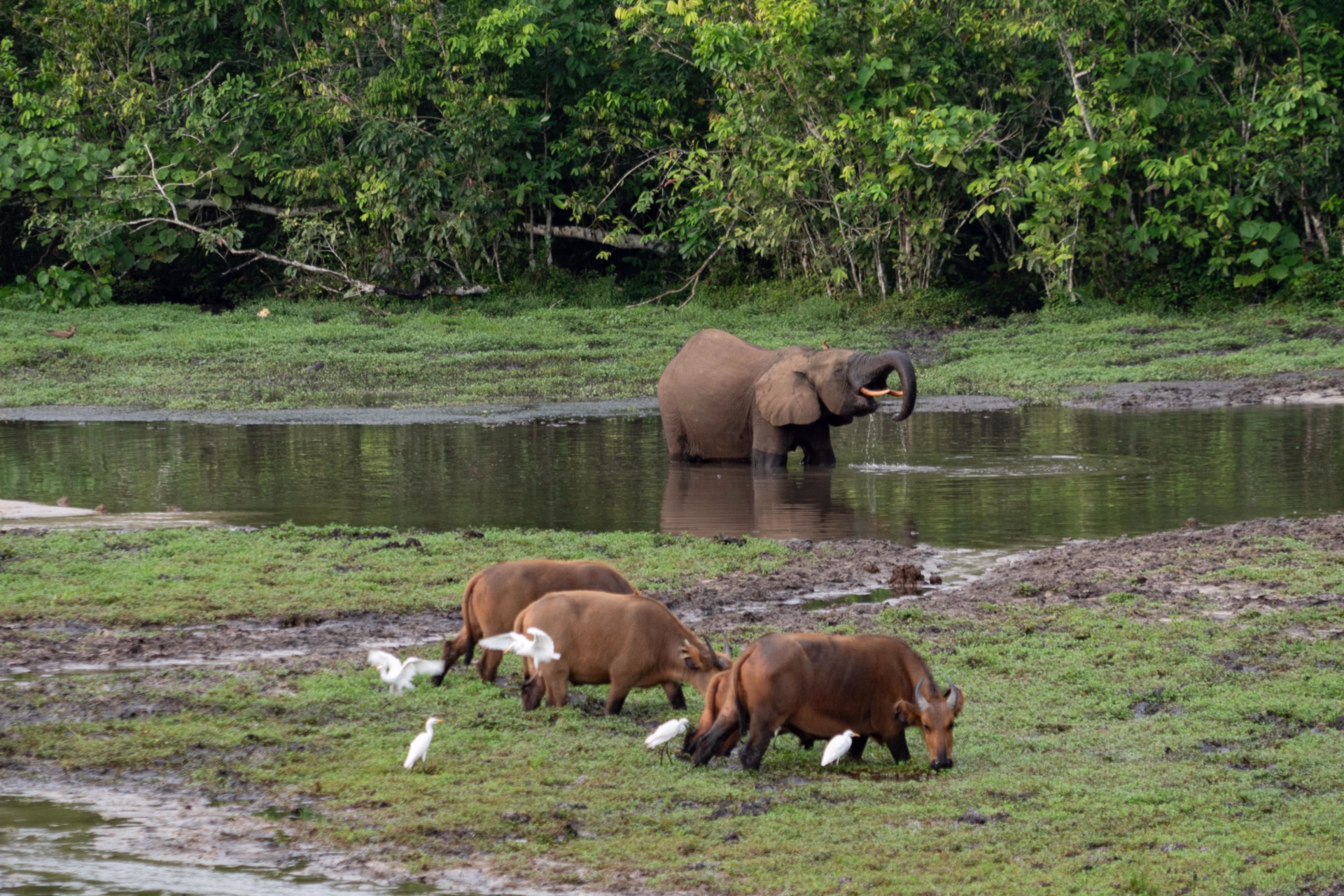 Expédition au coeur de la grande forêt du Congo